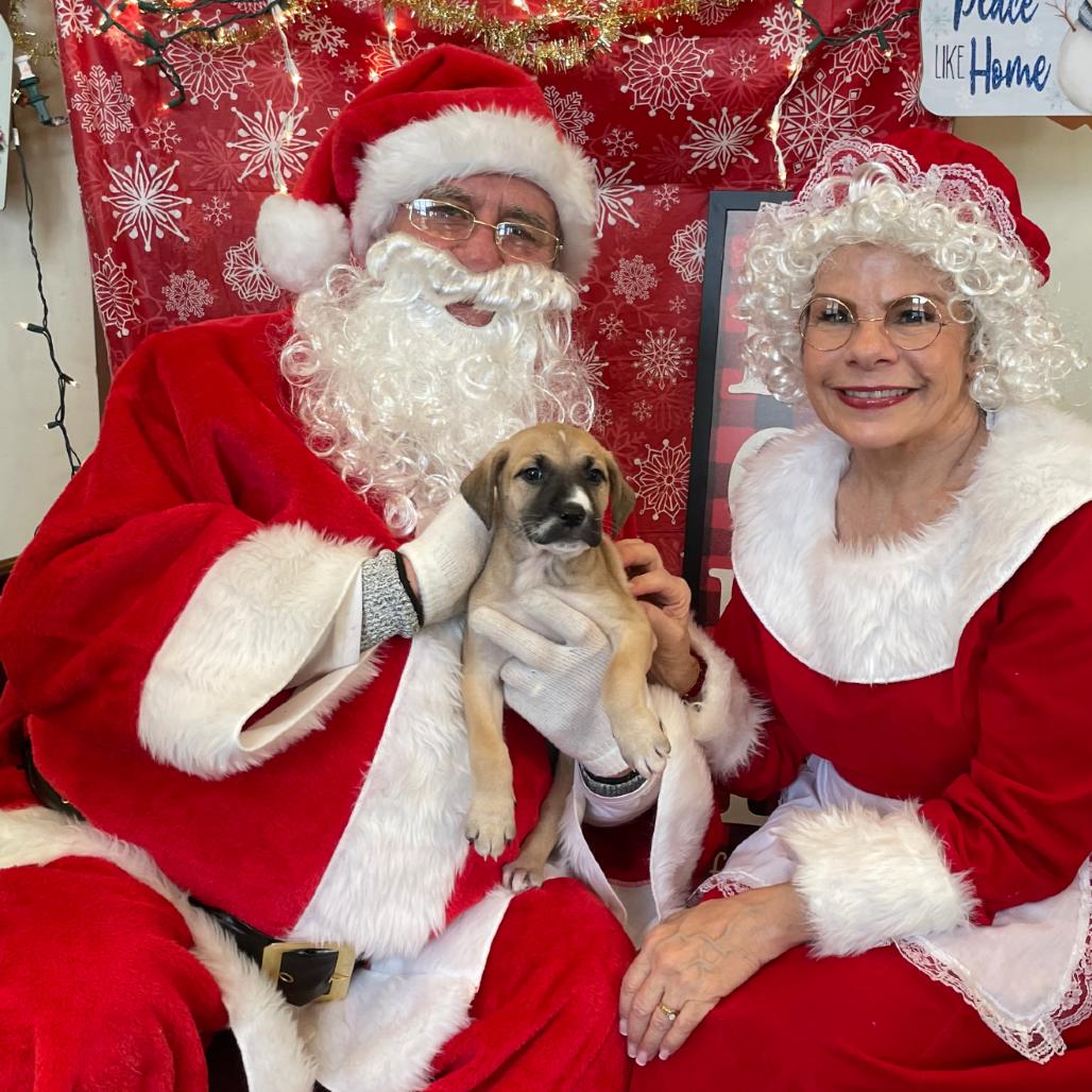 Kimber, Adoptable, Puppy Female Australian Cattle Dog / Blue Heeler & Mixed Breed.