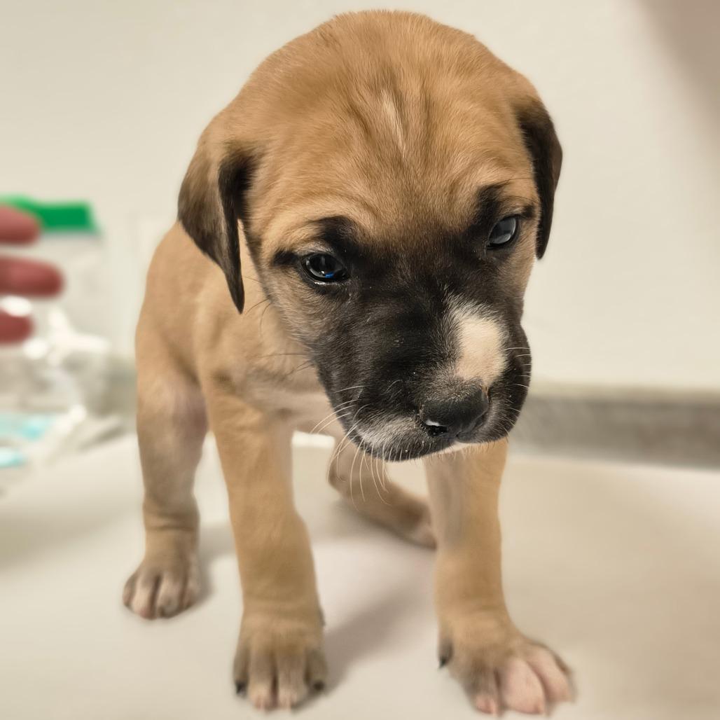 Enlarge Kimber, a Adoptable mixed breed in Tulsa, OK image 1/1