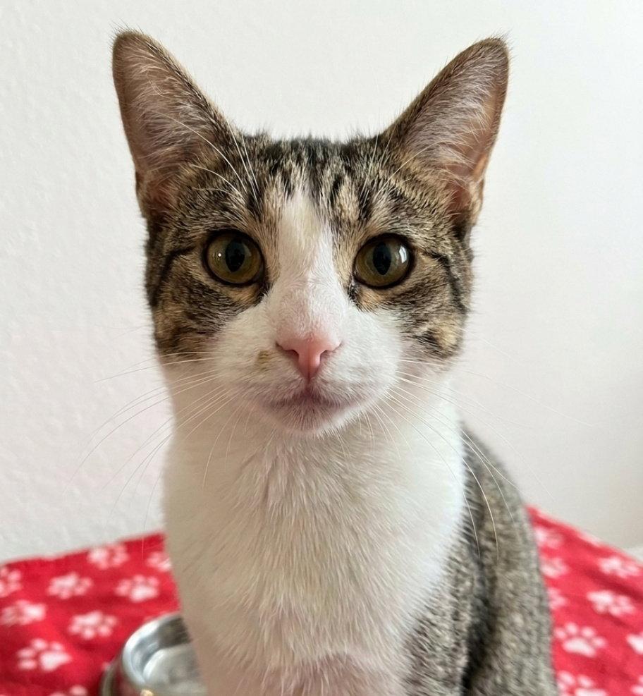 Delta, Adoptable, Adult Male Domestic Short Hair.