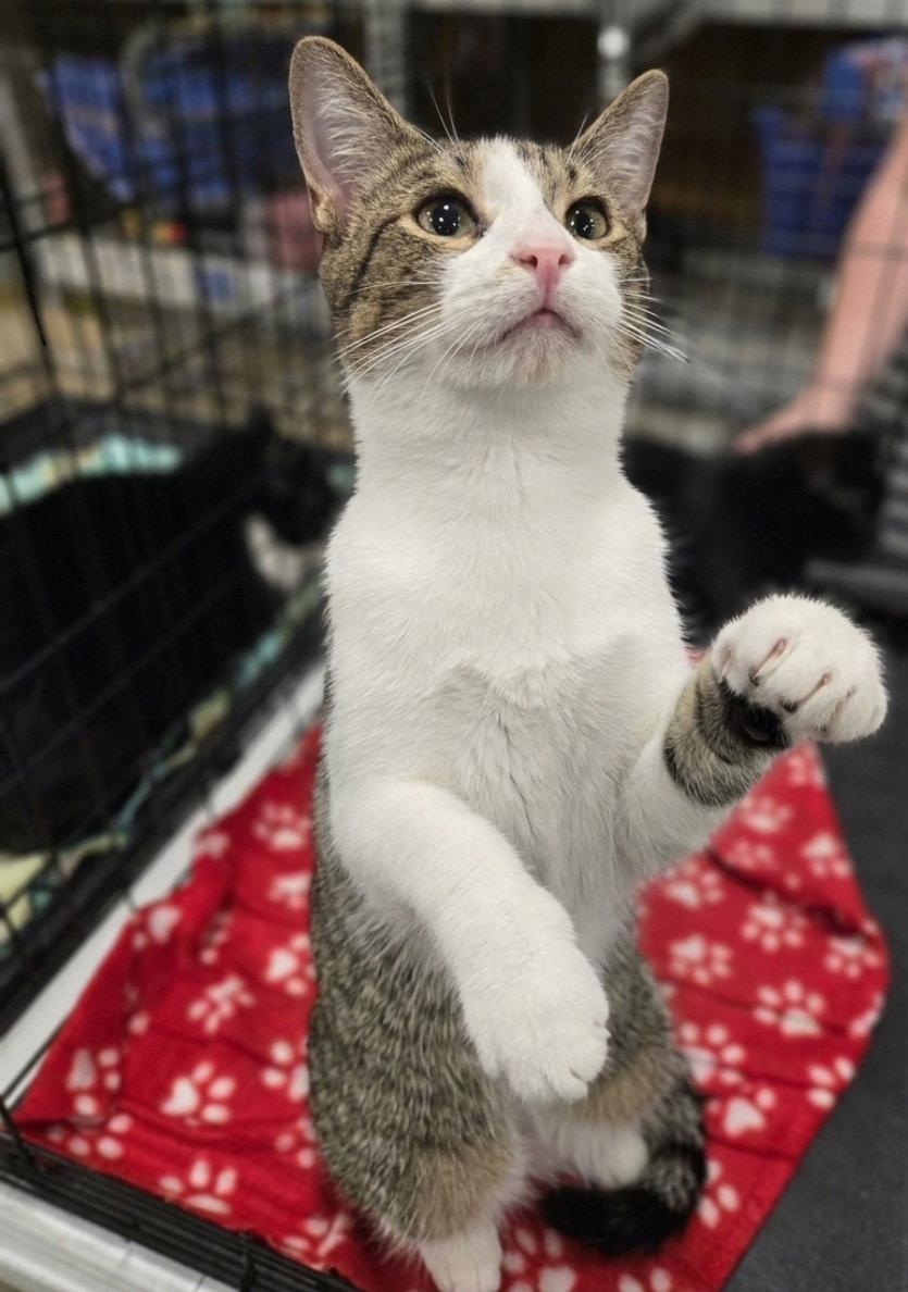 Delta, a Adoptable Domestic Short Hair in Norwood, OH image 2/2