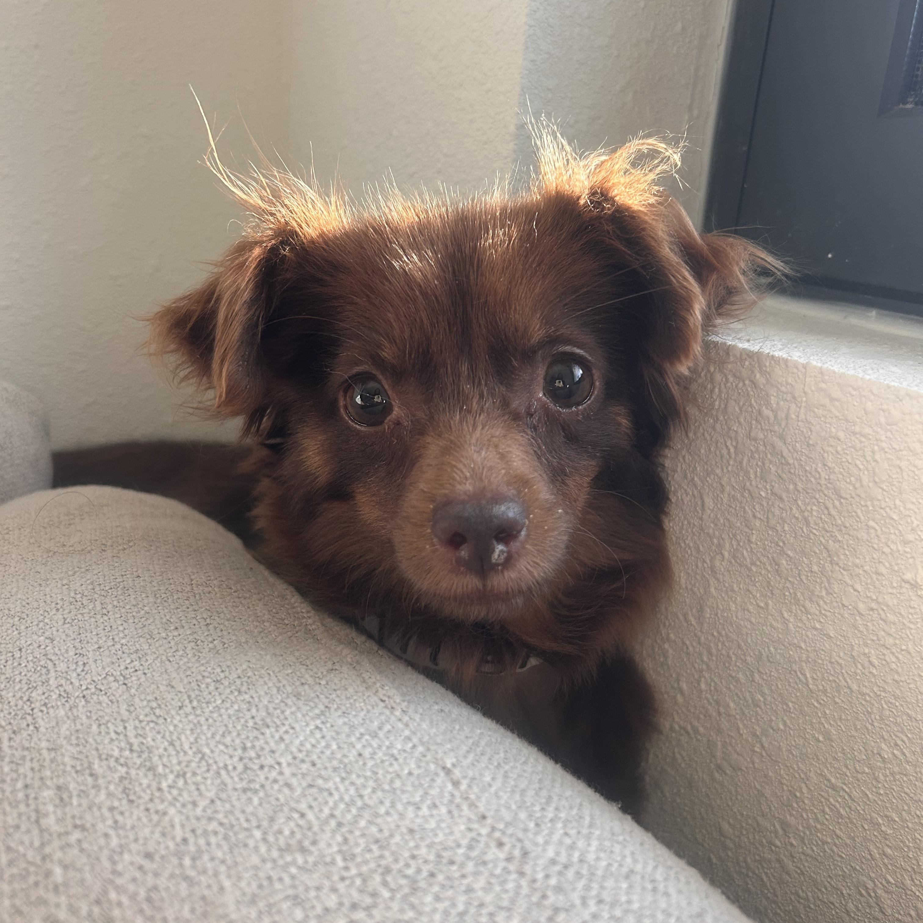 Joan, Adoptable, Young Female Chihuahua.