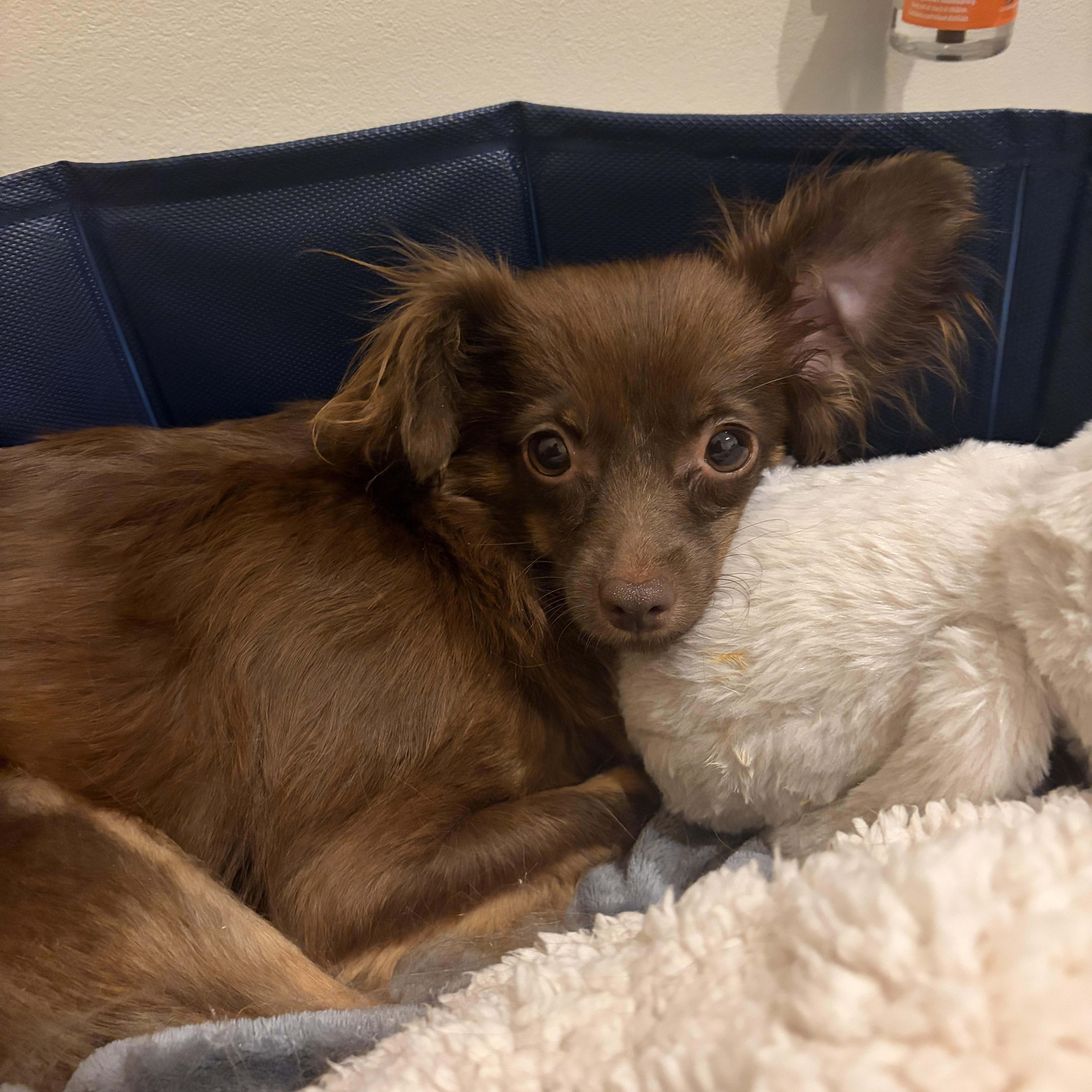 Joan, a Adoptable Chihuahua in thousand oaks, CA image 2/3