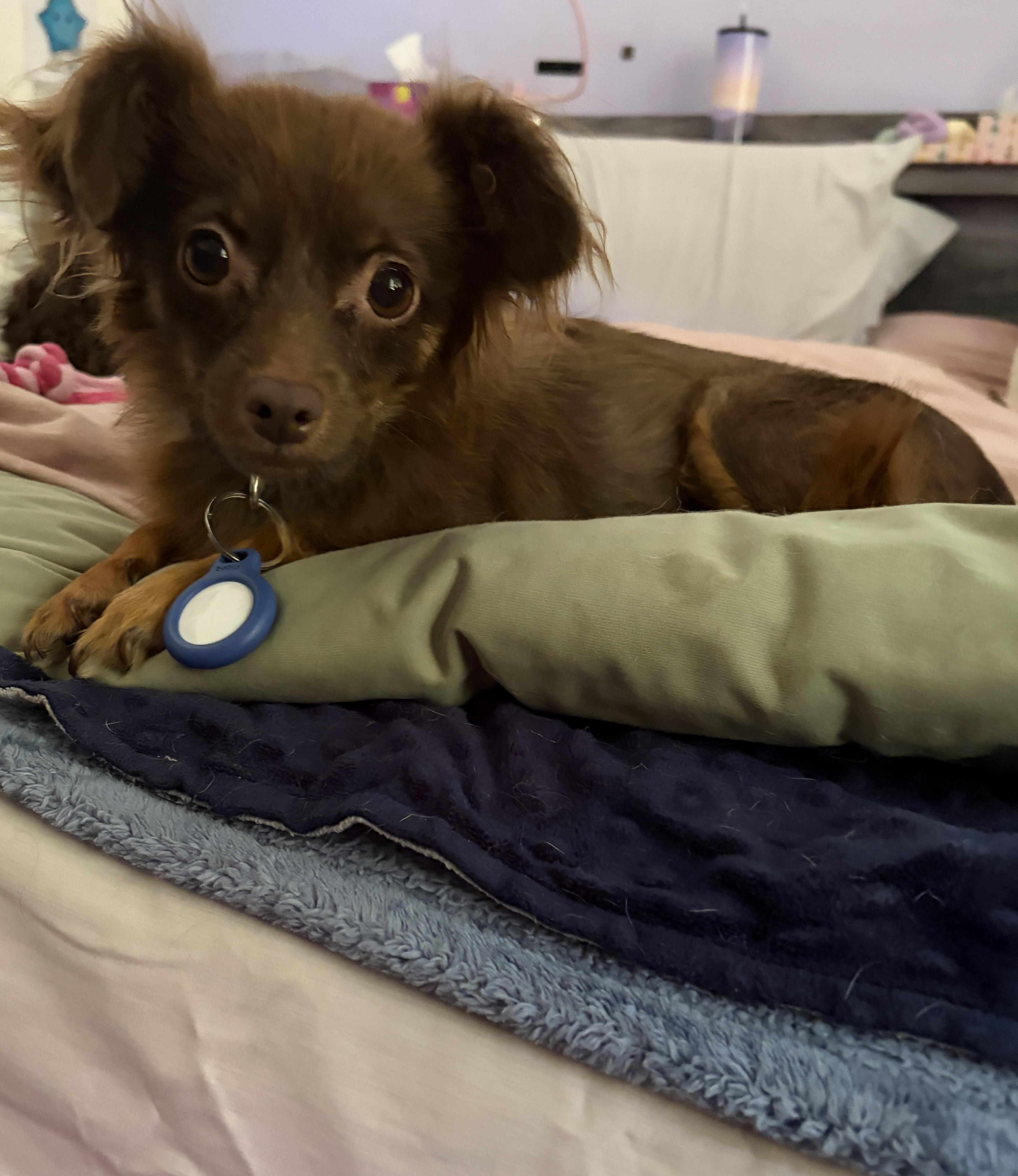 Joan, a Adoptable Chihuahua in thousand oaks, CA image 3/3