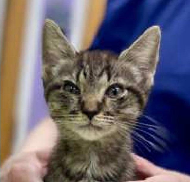 Glinda — ADOPTION PENDING!