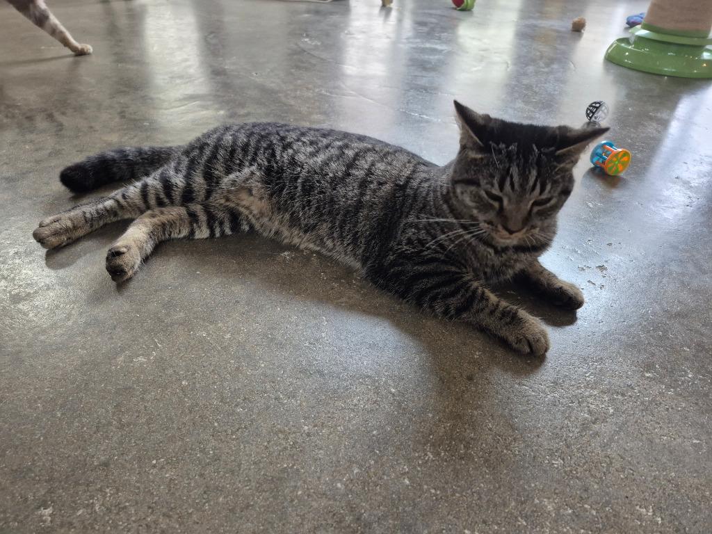 Glinda — ADOPTION PENDING! — thumbnail 2