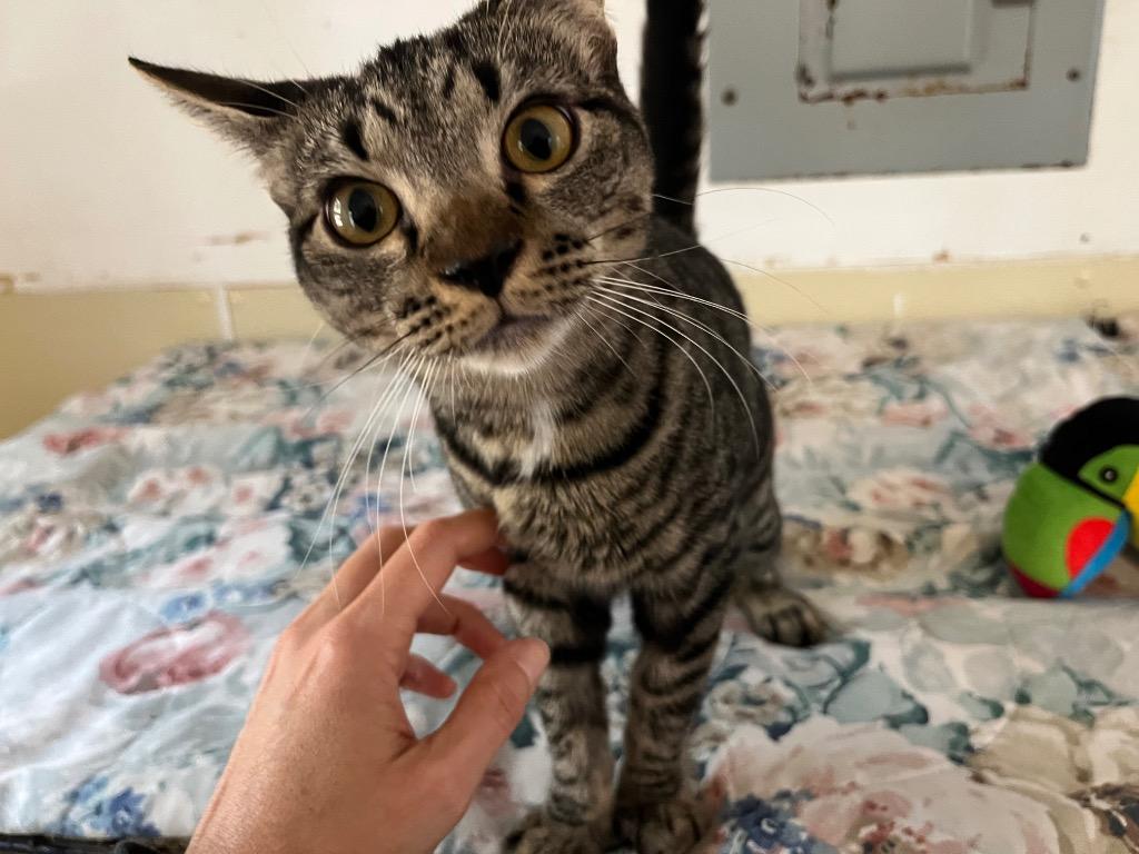 Glinda — ADOPTION PENDING! — thumbnail 3