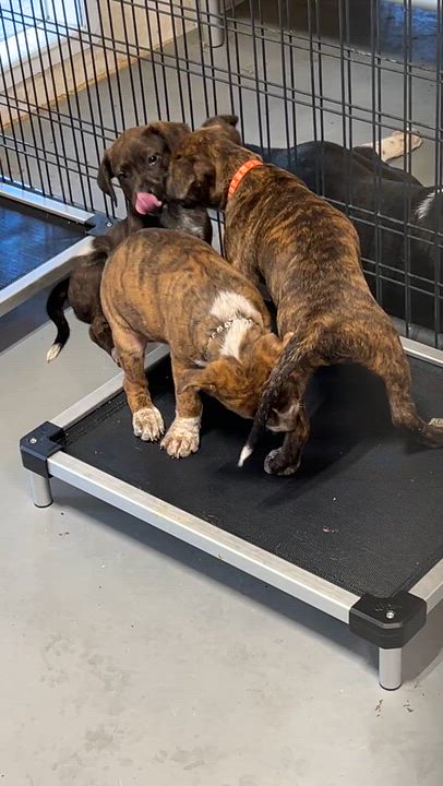 Enlarge Oak, a Adoptable mixed breed in Austin, TX video 3/4