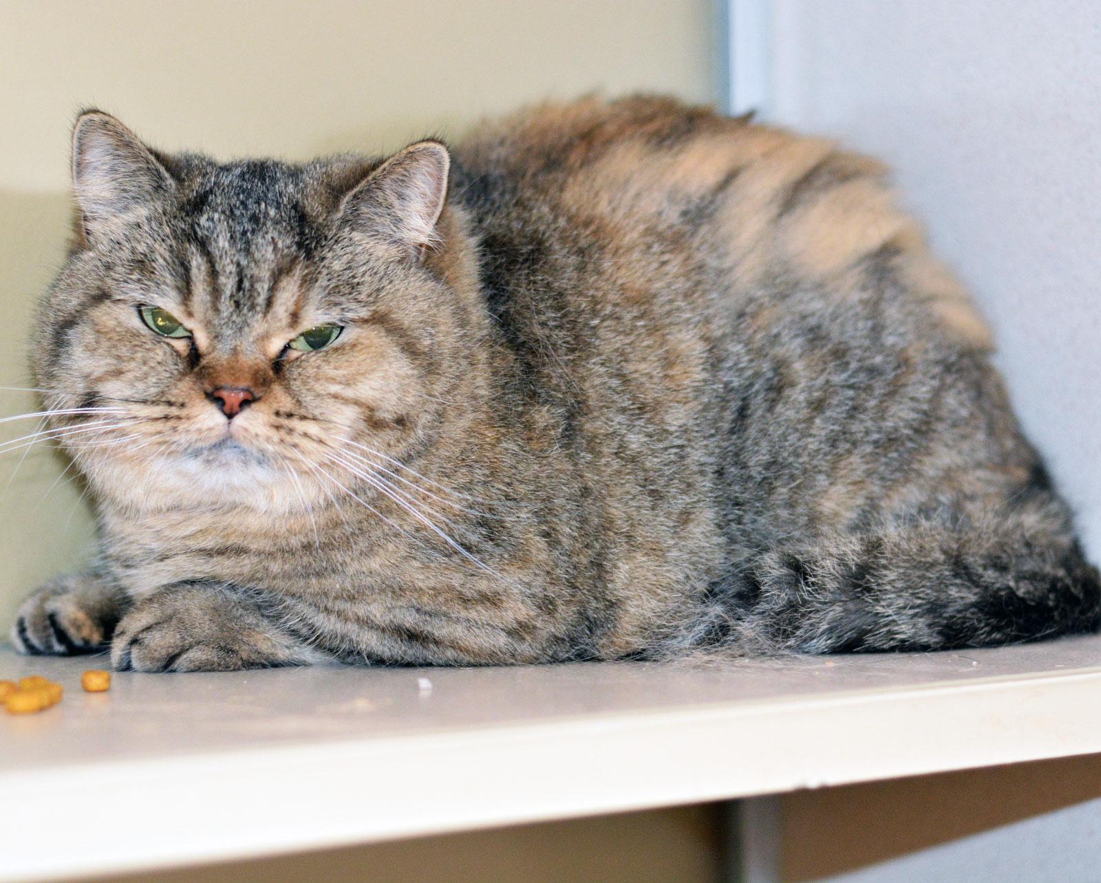 BUBBLES, an adoptable Munchkin in San Clemente, CA, 92674 | Photo Image 1