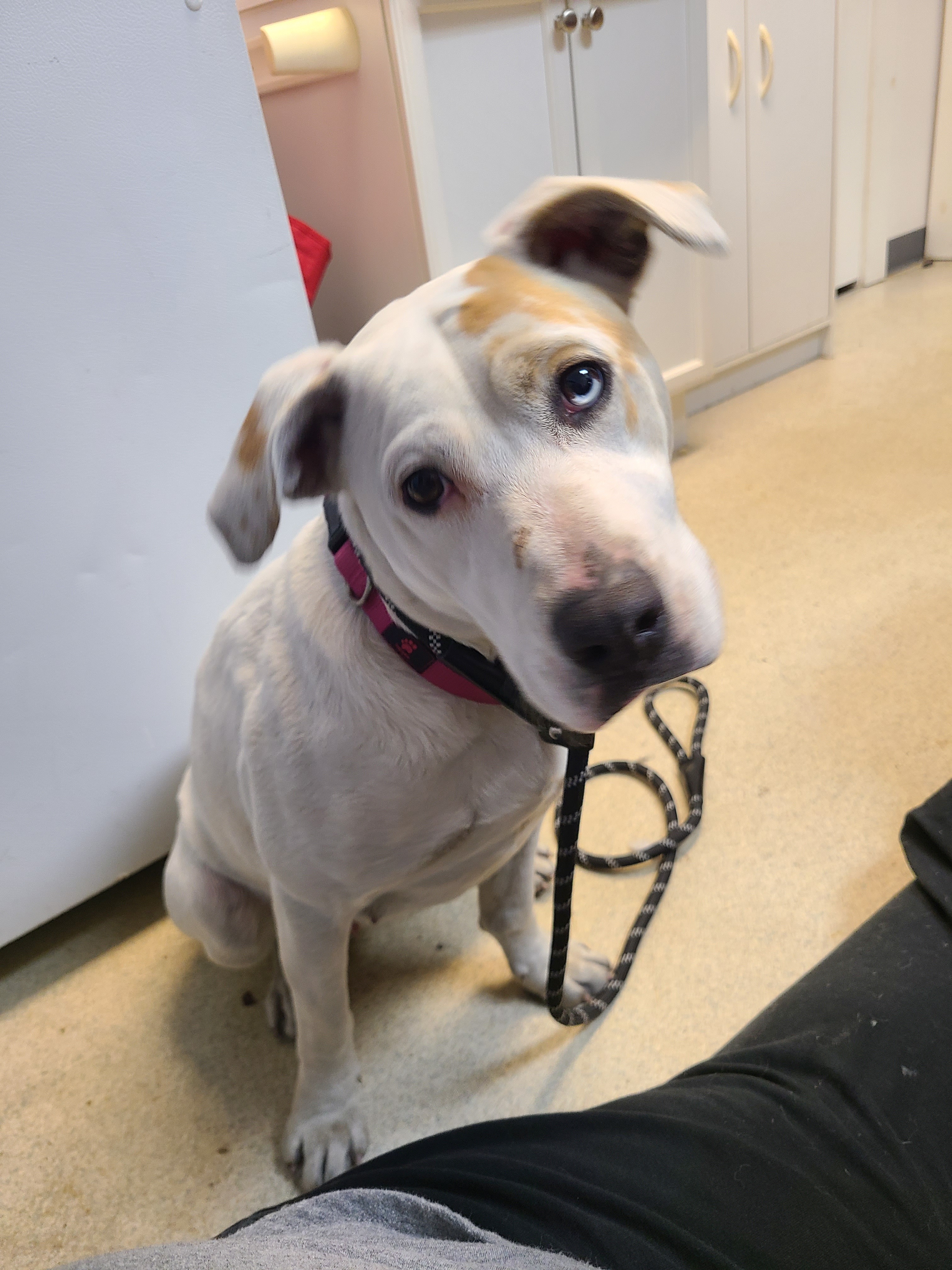 Enlarge ROXIE, a Adoptable mixed breed in TULSA, OK image 8/12