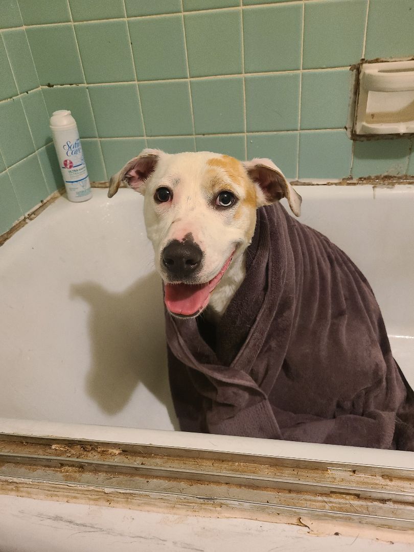 Enlarge ROXIE, a Adoptable mixed breed in TULSA, OK image 9/12