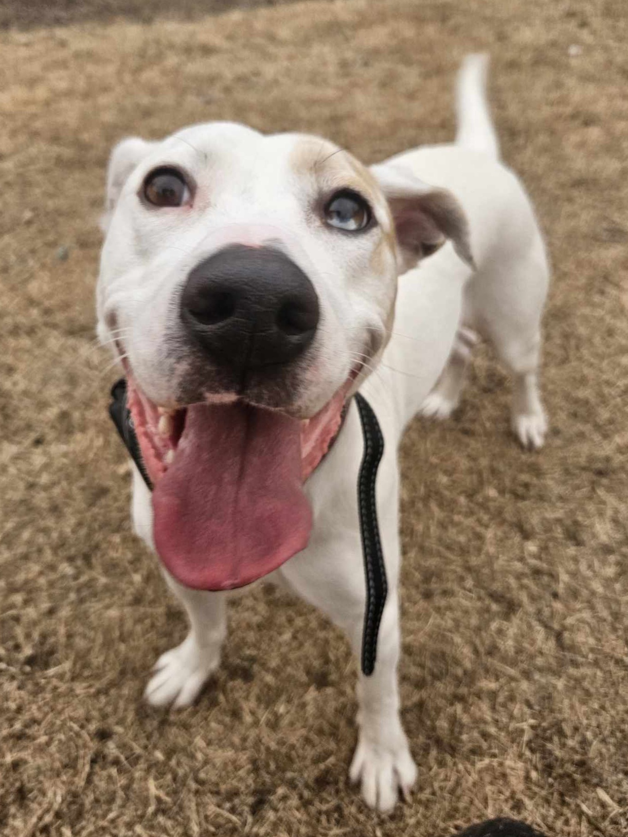 ROXIE, Adoptable, Adult Female Catahoula Leopard Dog & Pit Bull Terrier.