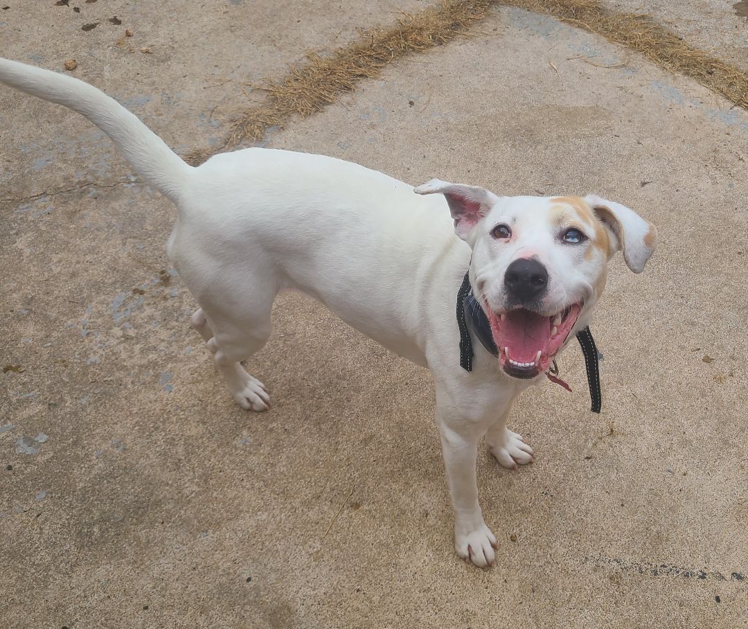 Enlarge ROXIE, a Adoptable mixed breed in TULSA, OK image 12/12