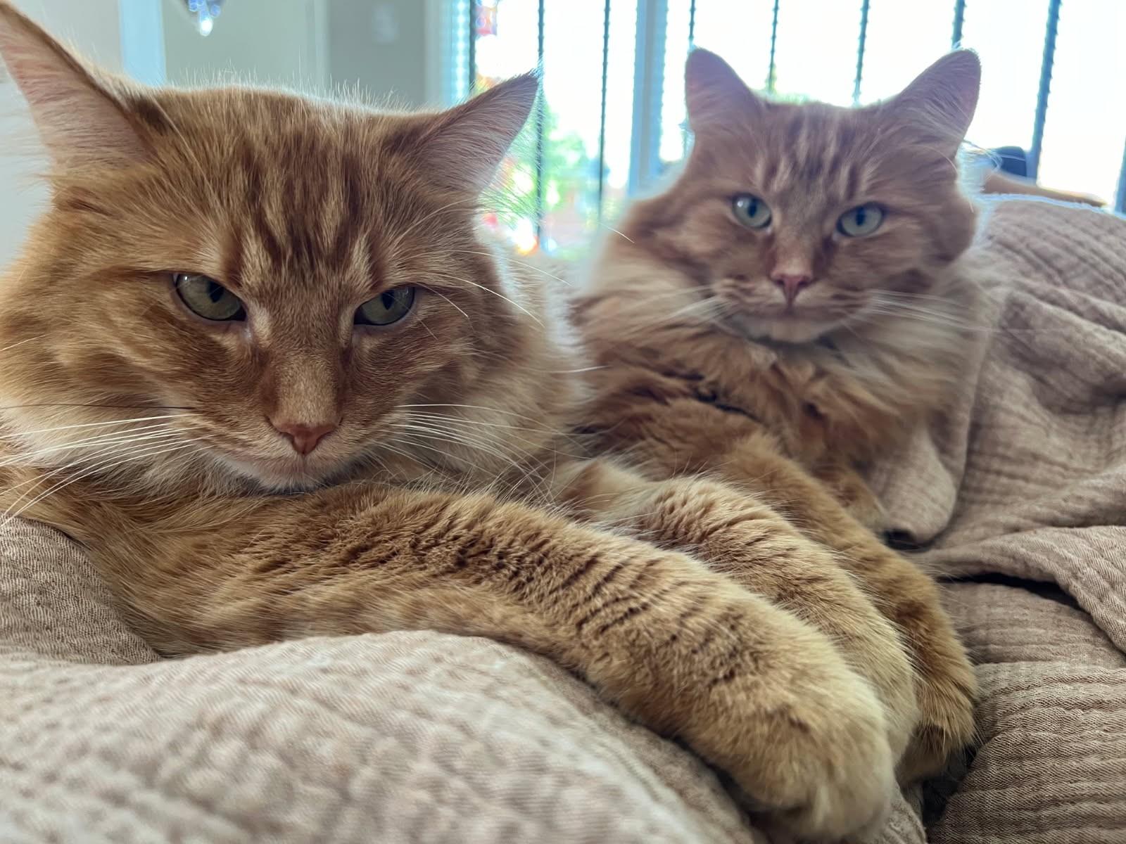 Theodore and Oliver (VERY bonded Maine Coons), Adoptable, Adult Male Maine Coon.