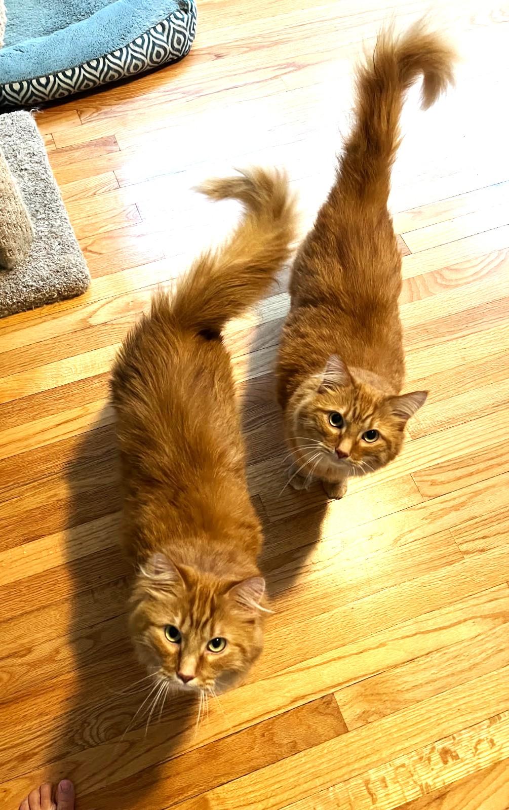 Enlarge Theodore and Oliver (VERY bonded Maine Coons), a Adoptable mixed breed in Ypsilanti, MI image 6/6