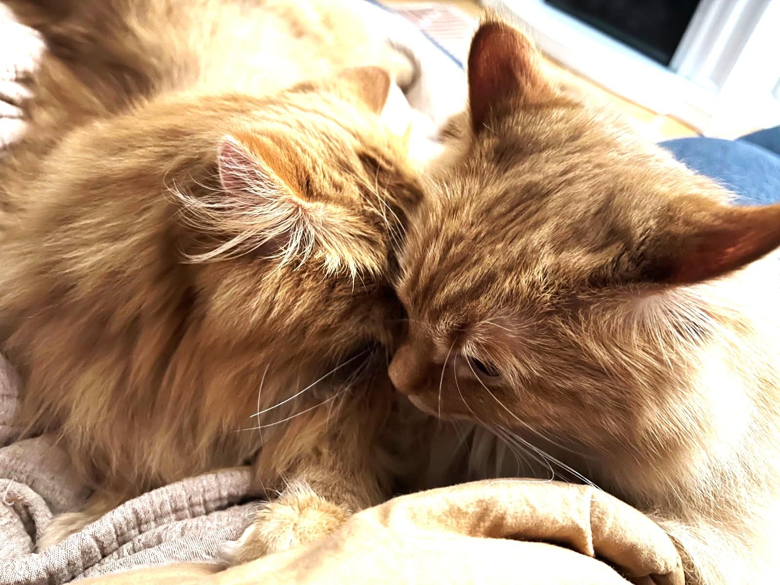 Enlarge Theodore and Oliver (VERY bonded Maine Coons), a Adoptable mixed breed in Ypsilanti, MI image 2/6