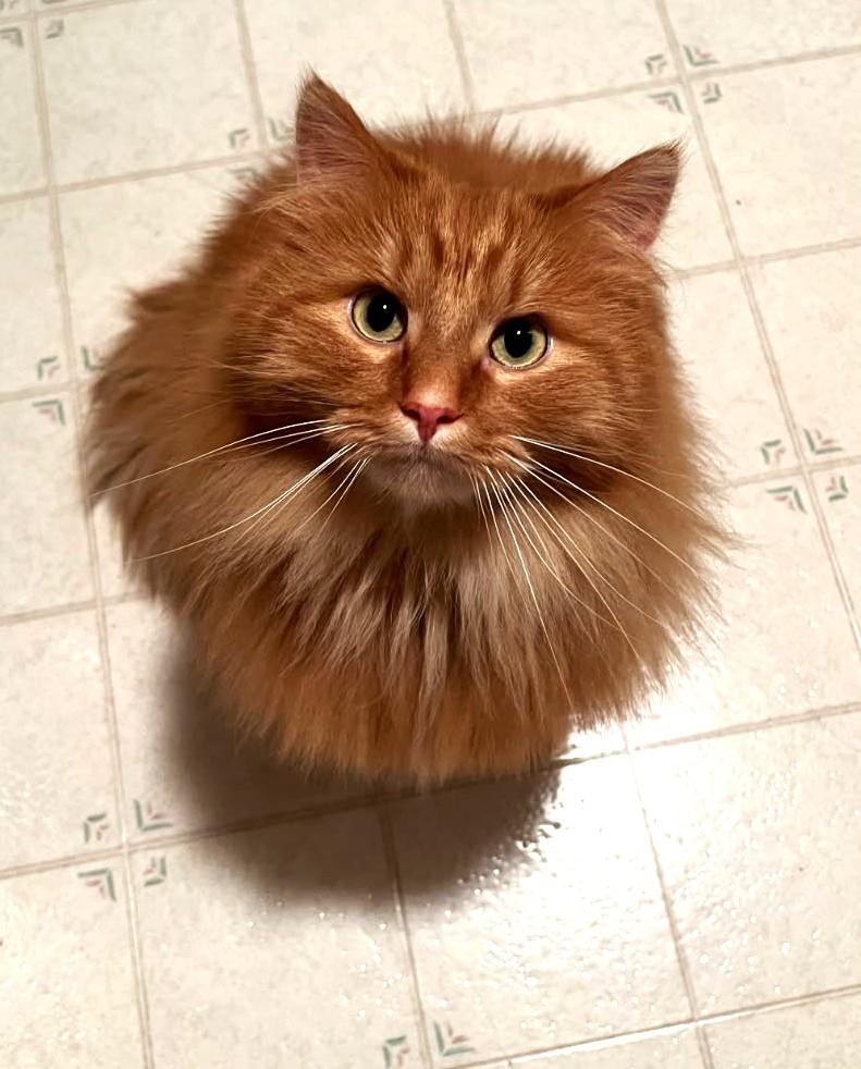 Enlarge Theodore and Oliver (VERY bonded Maine Coons), a Adoptable mixed breed in Ypsilanti, MI image 4/6