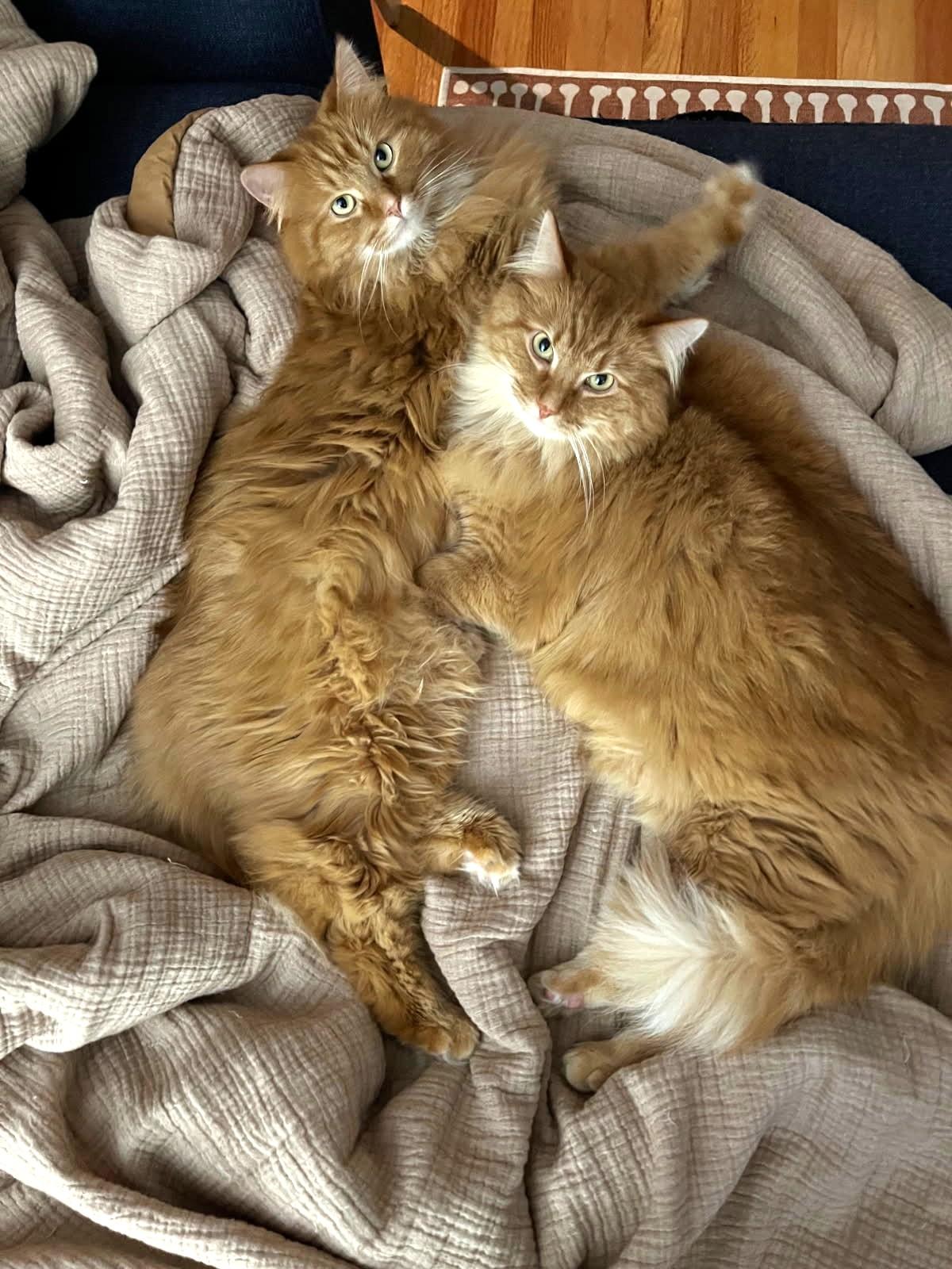 Enlarge Theodore and Oliver (VERY bonded Maine Coons), a Adoptable mixed breed in Ypsilanti, MI image 5/6