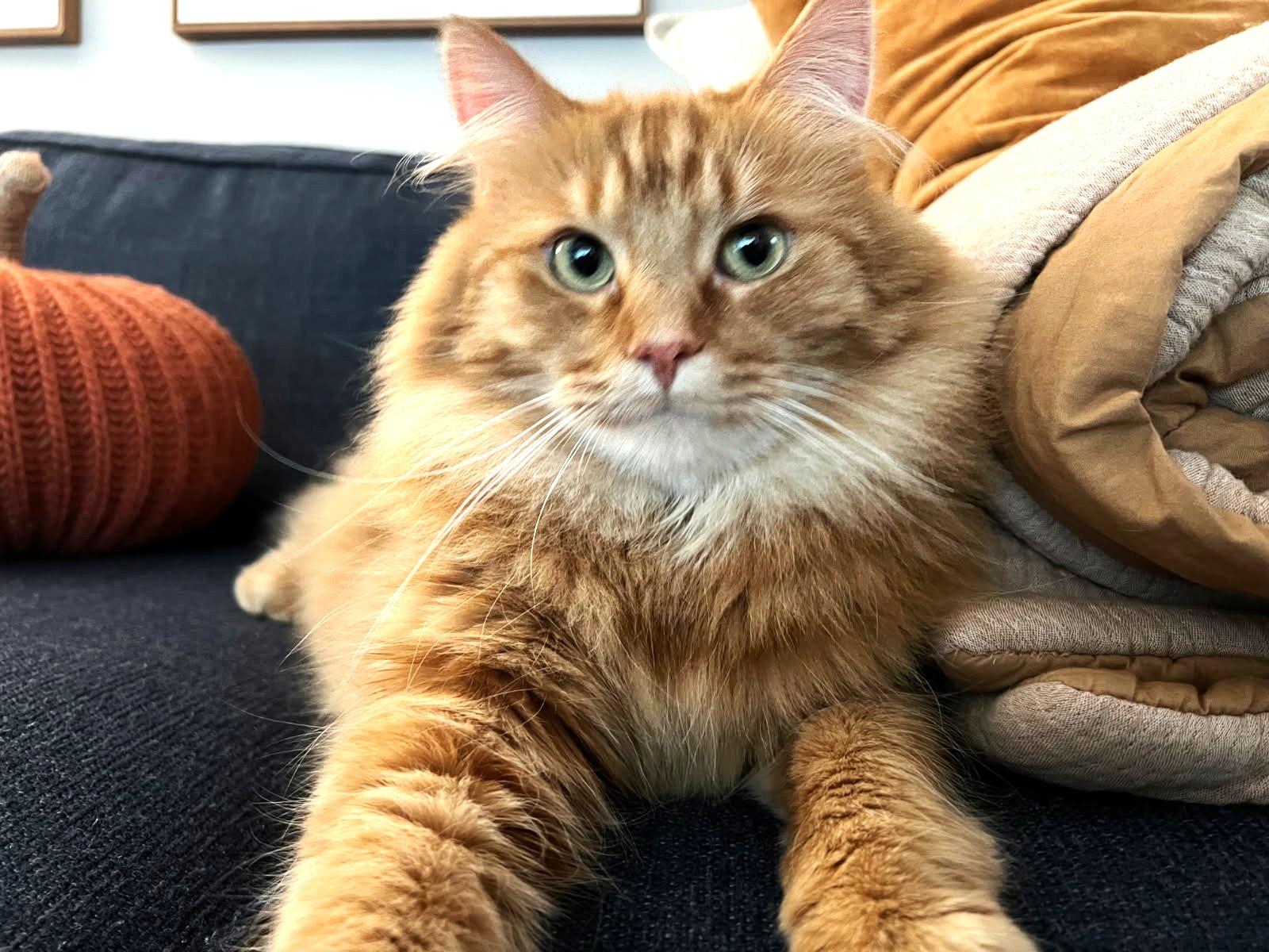 Enlarge Theodore and Oliver (VERY bonded Maine Coons), a Adoptable mixed breed in Ypsilanti, MI image 3/6