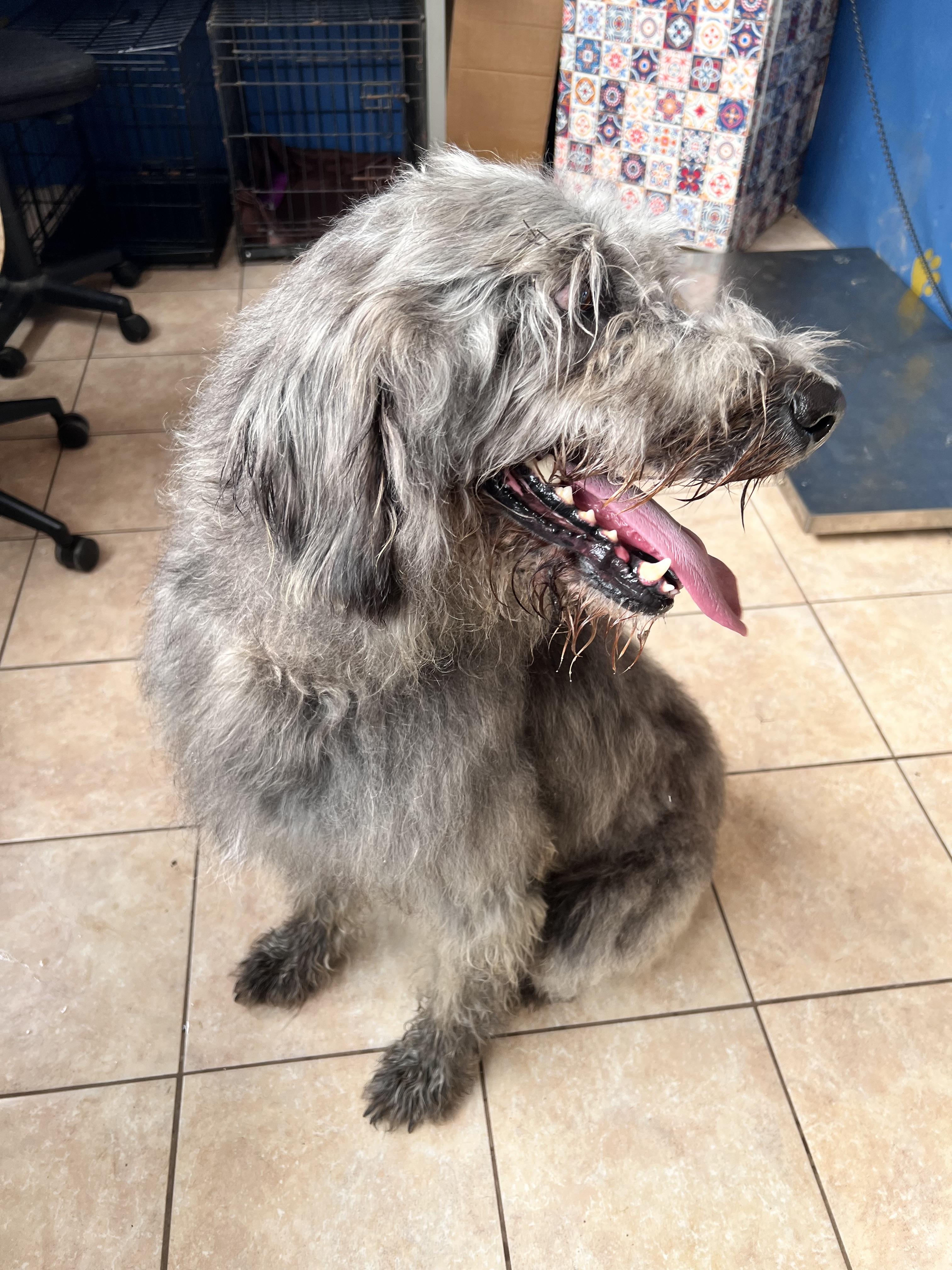 Elton, Adoptable, Adult Male Irish Wolfhound.
