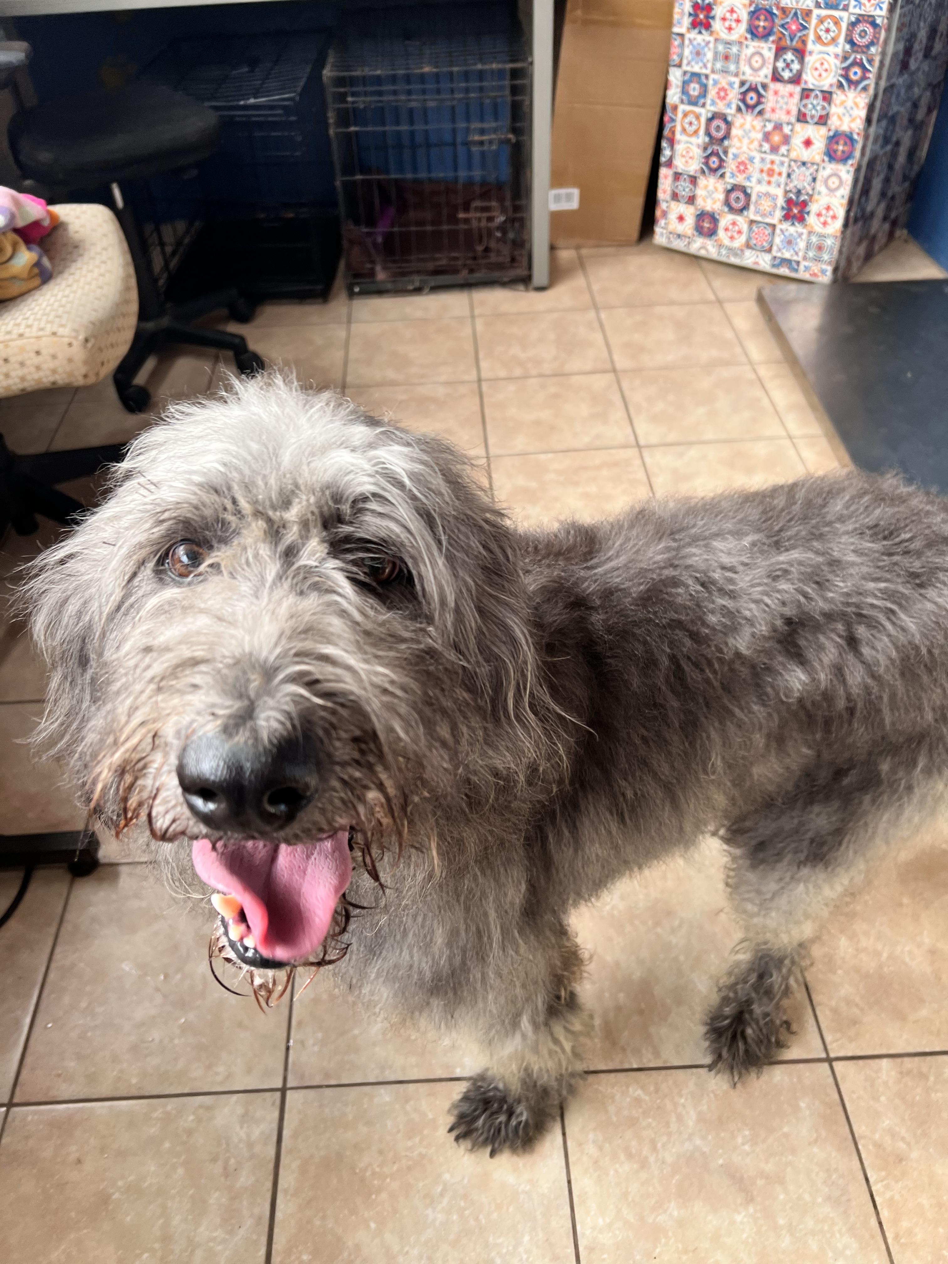 Enlarge Elton, a Adoptable mixed breed in Tracy City , TN image 2/3