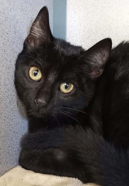 Scruff, Adoptable, Kitten Male Domestic Short Hair.