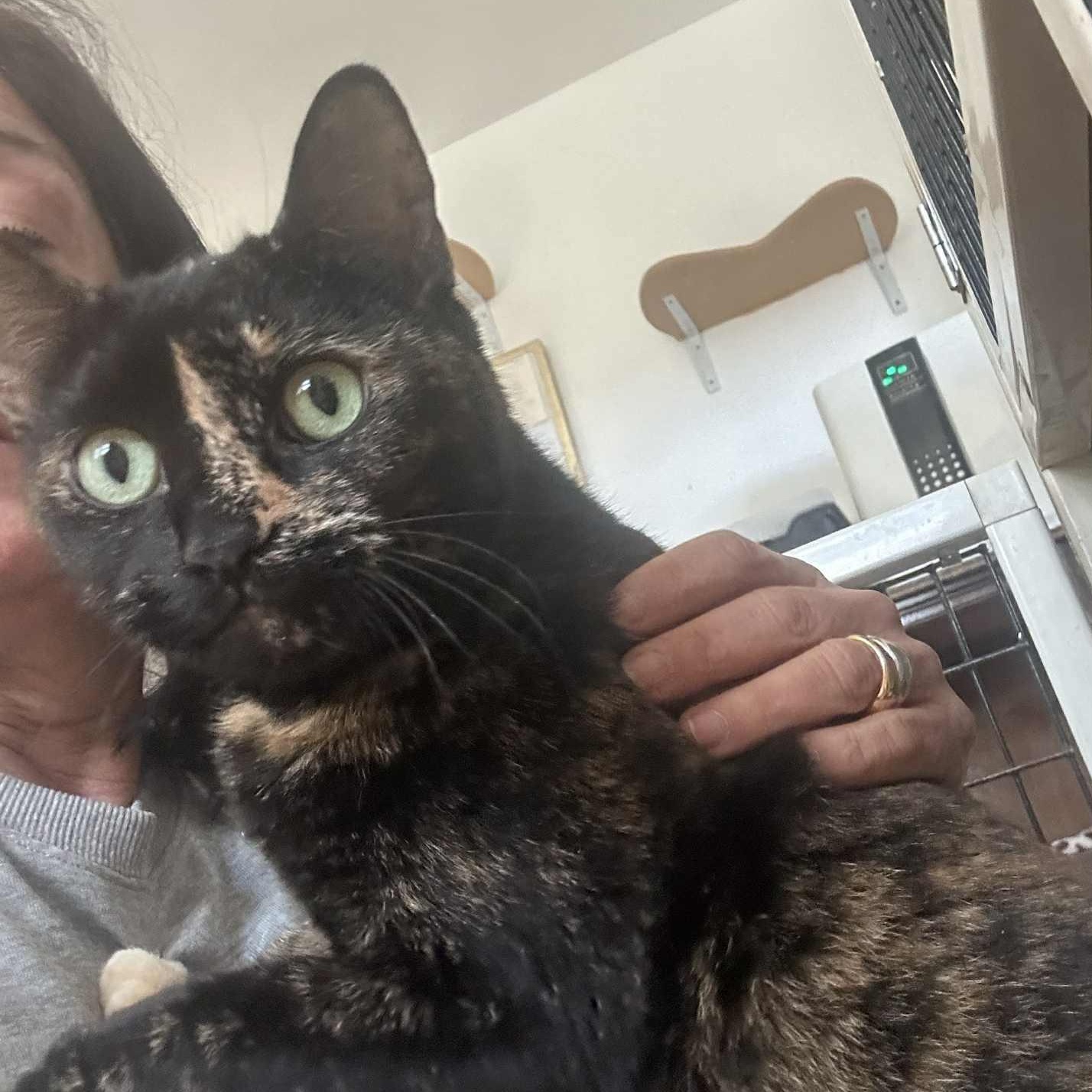 Coraline, ADOPTABLE, Adult Female Tortoiseshell.