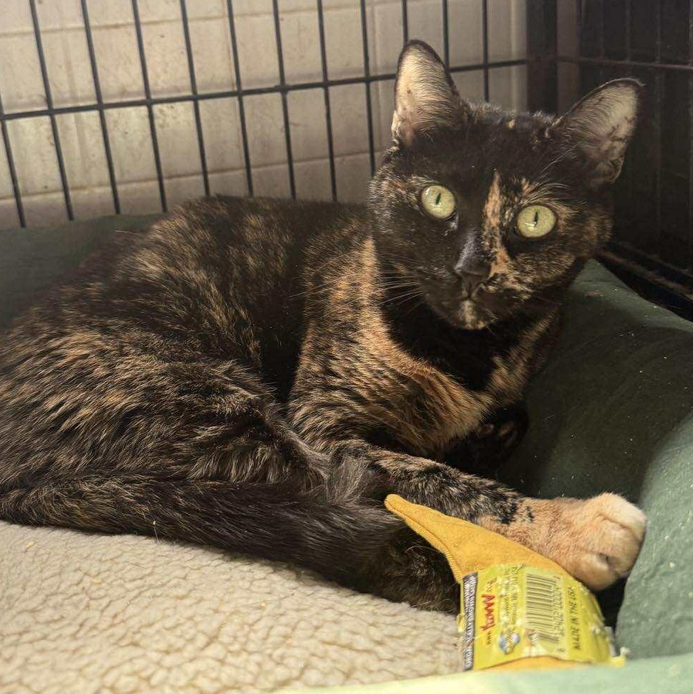 Enlarge Coraline, a ADOPTABLE Tortoiseshell in Huntington, NY image 2/2