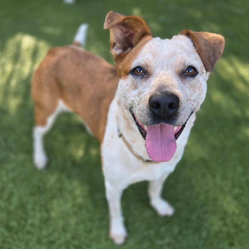 Enlarge Angeline, a Adoptable Cattle Dog in Charlottesville, VA image 1/6