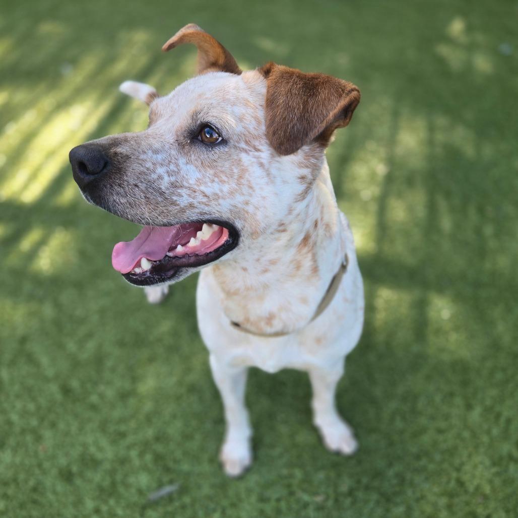 Angeline, Adoptable, Adult Female Cattle Dog.
