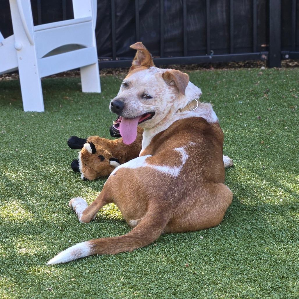Enlarge Angeline, a Adoptable Cattle Dog in Charlottesville, VA image 2/6