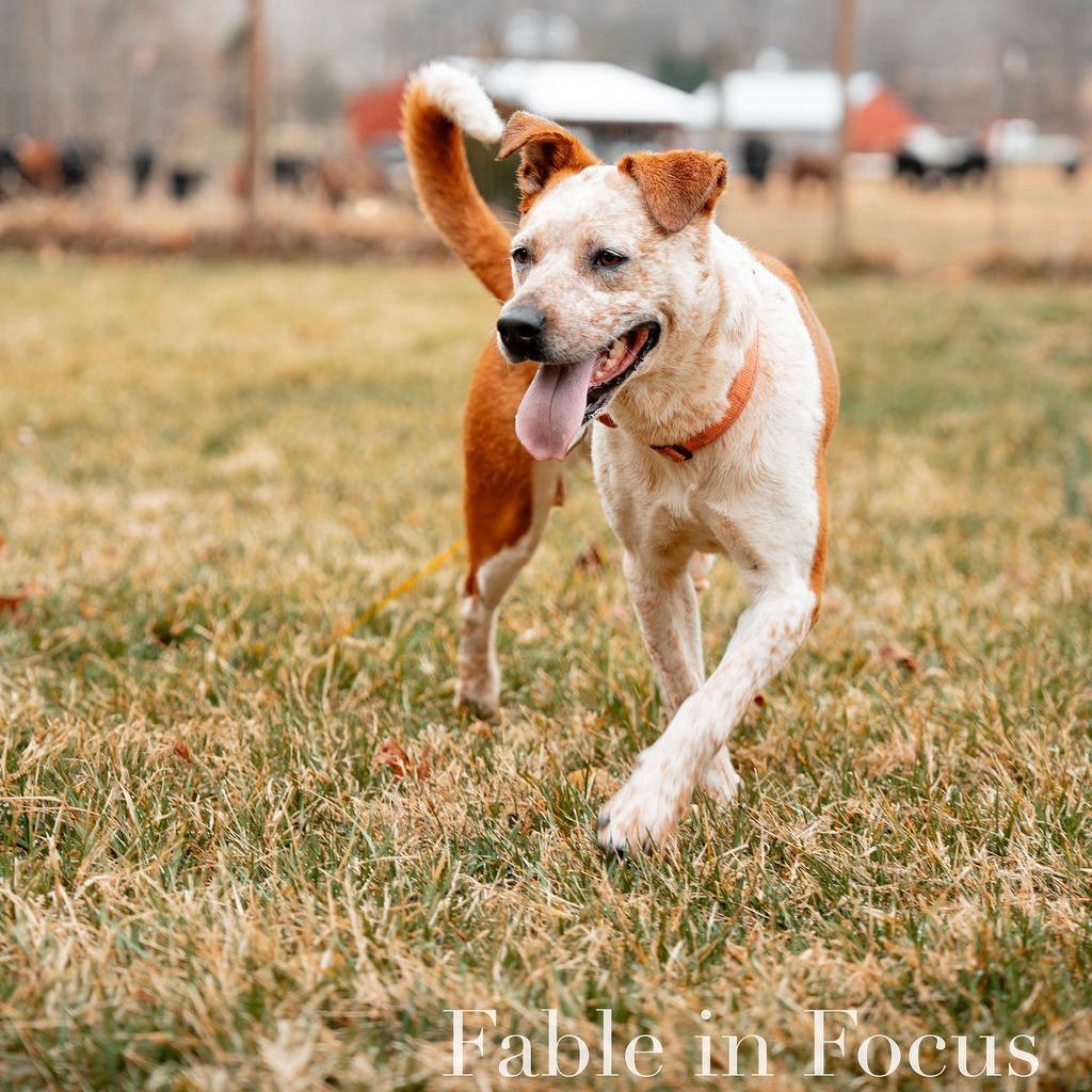 Enlarge Angeline, a Adoptable Cattle Dog in Charlottesville, VA image 3/6