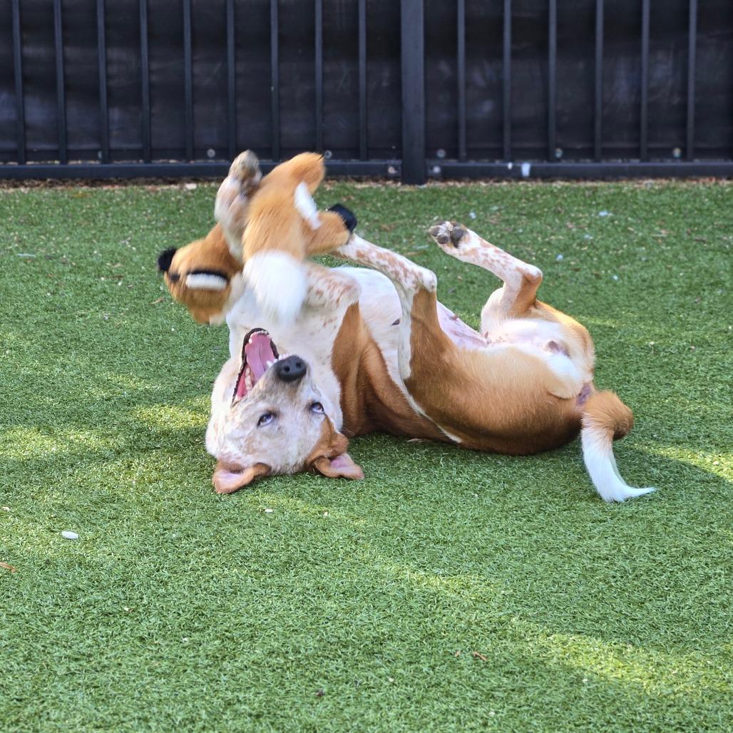 Enlarge Angeline, a Adoptable Cattle Dog in Charlottesville, VA image 4/6