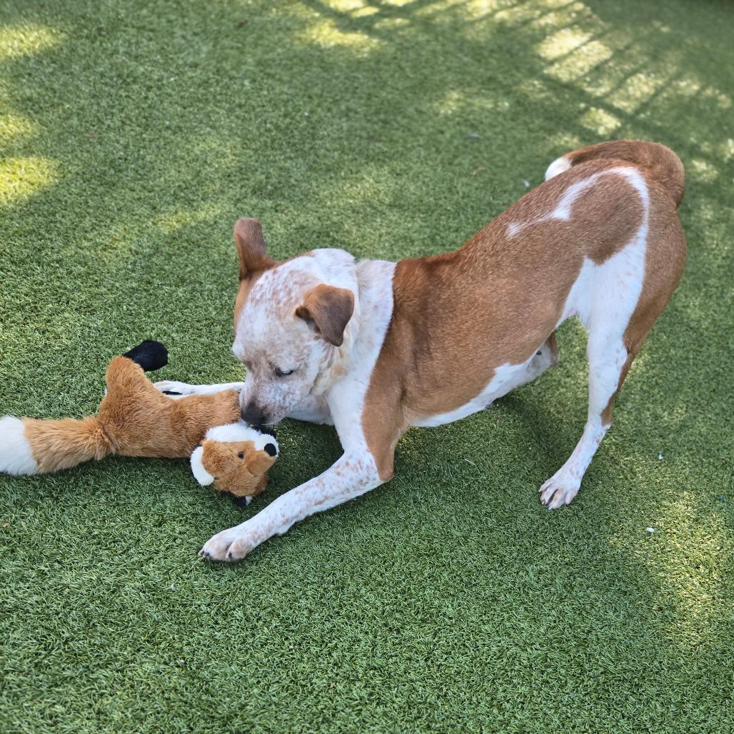 Enlarge Angeline, a Adoptable Cattle Dog in Charlottesville, VA image 5/6