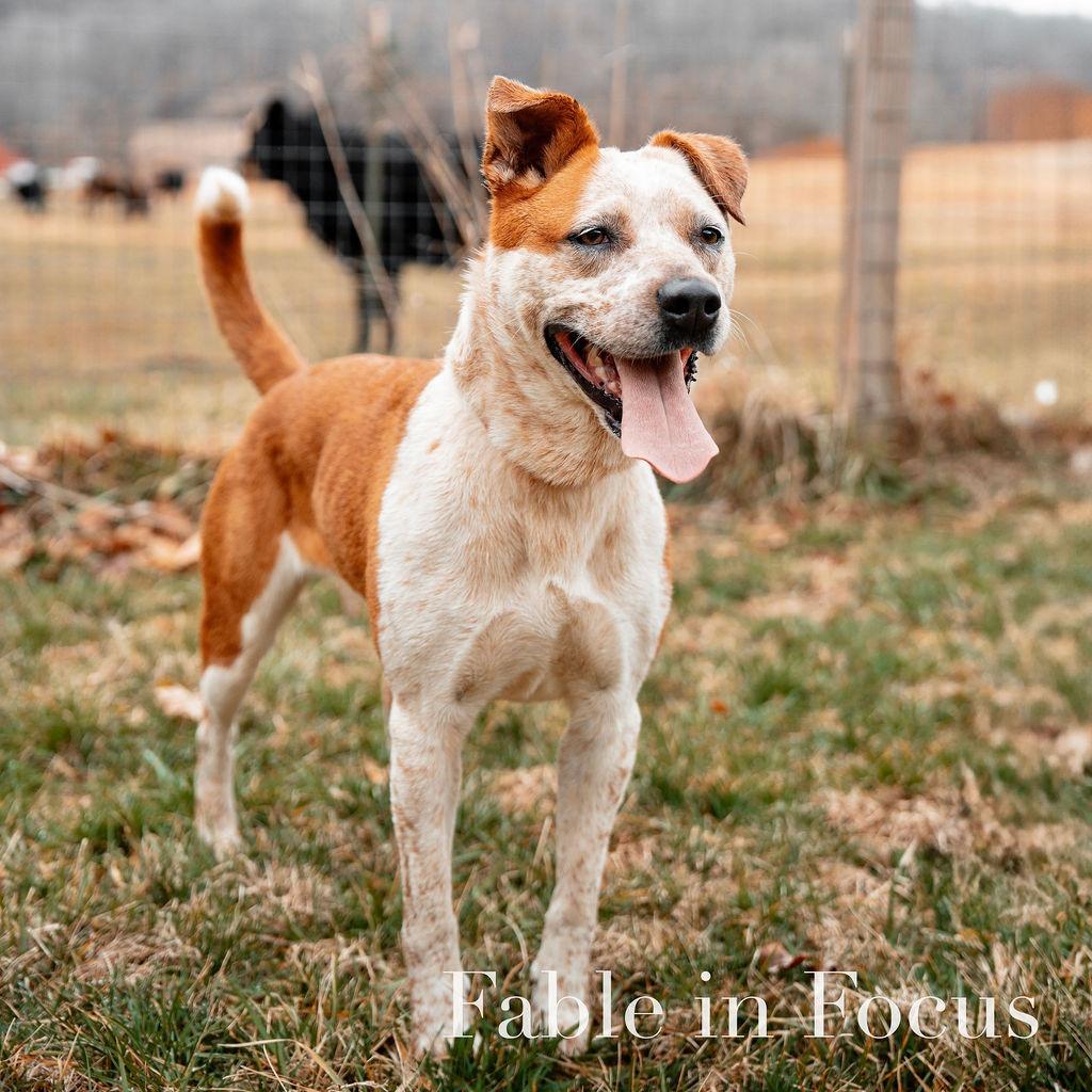 Enlarge Angeline, a Adoptable Cattle Dog in Charlottesville, VA image 6/6