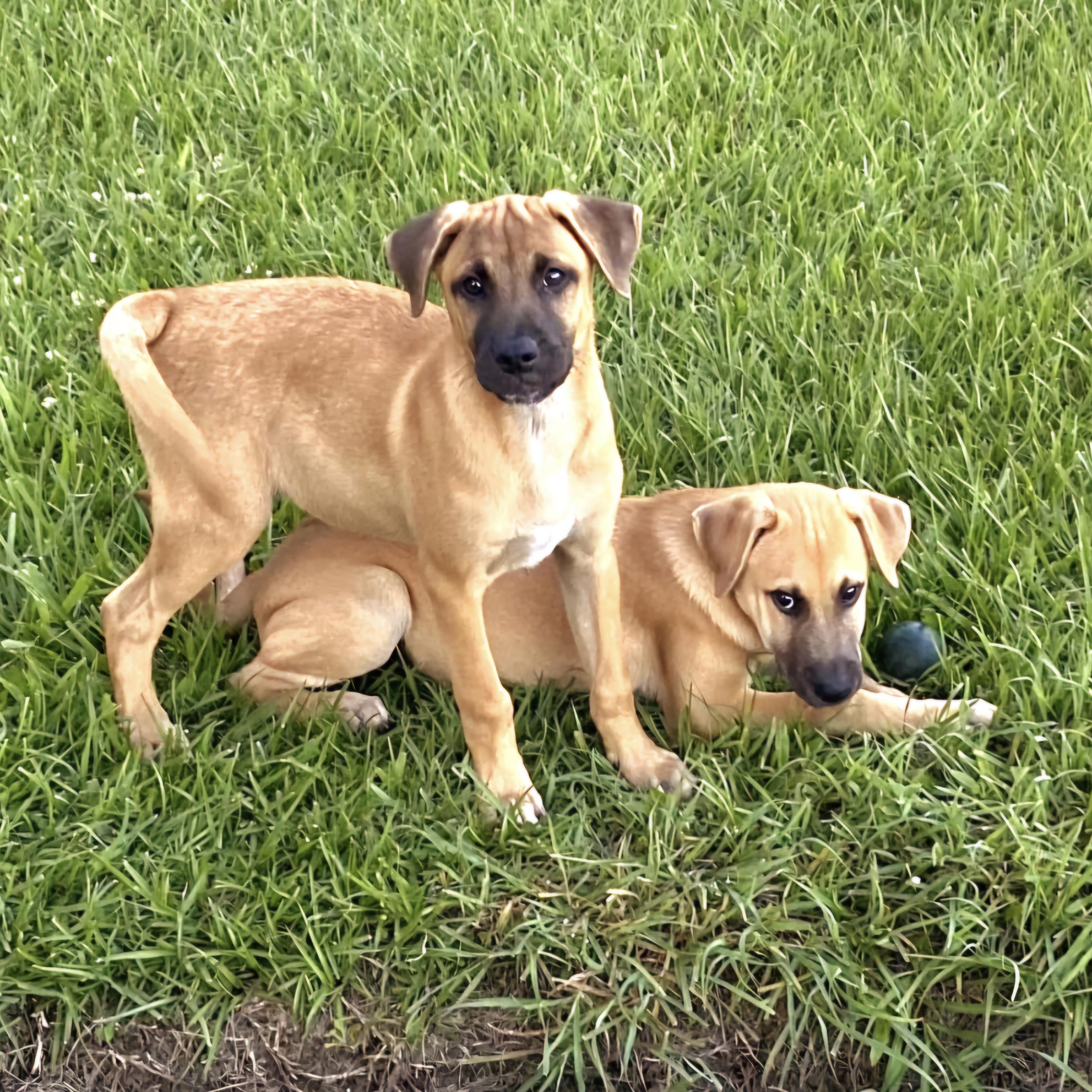 Coco Puff "love Is thumbnail 2