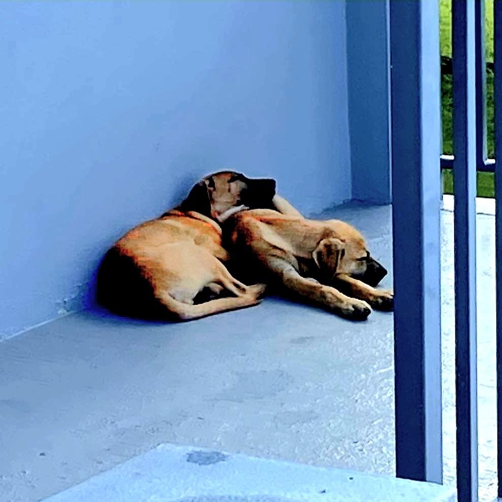 Coco Puff "love Is thumbnail 3