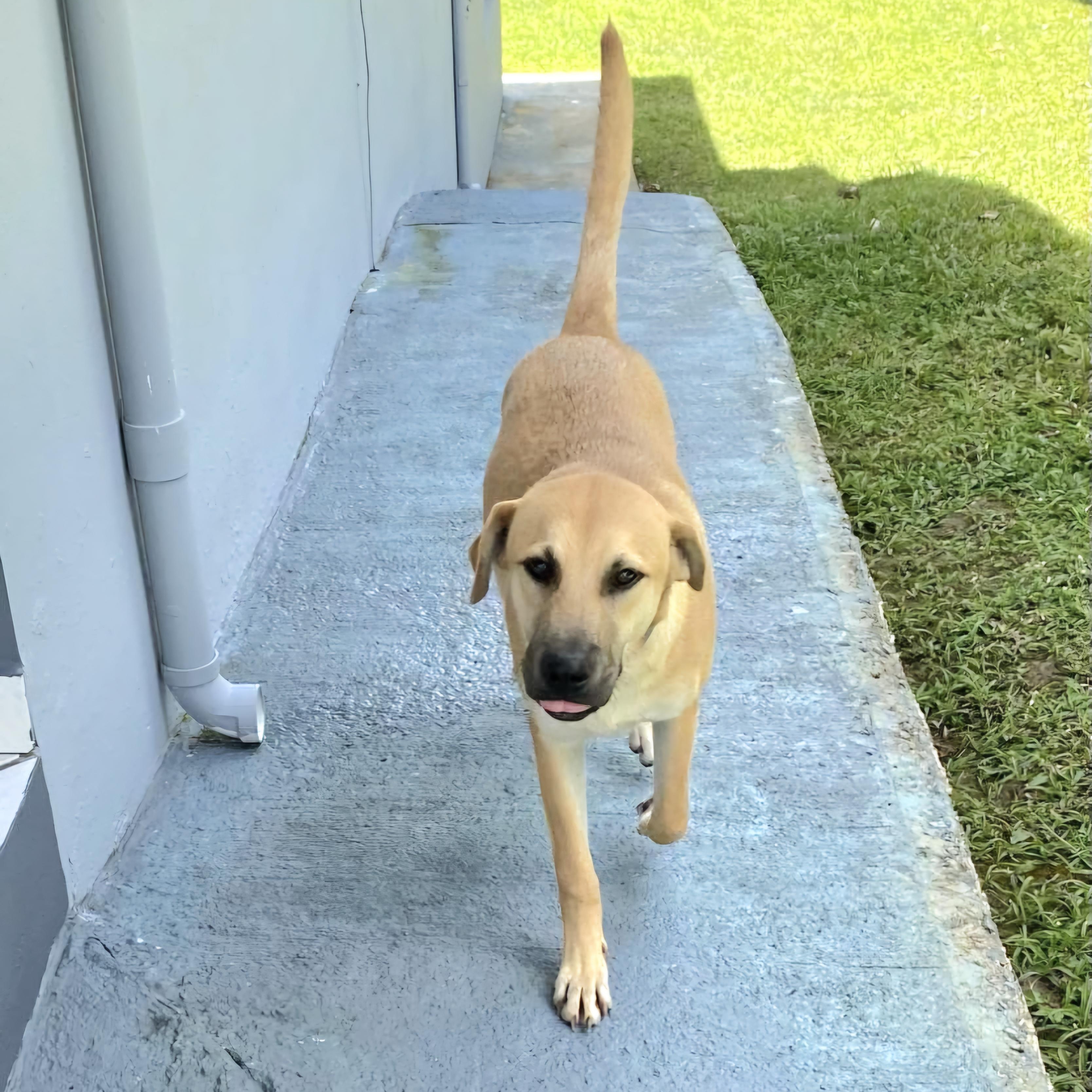 Coco Puff "love Is thumbnail 4