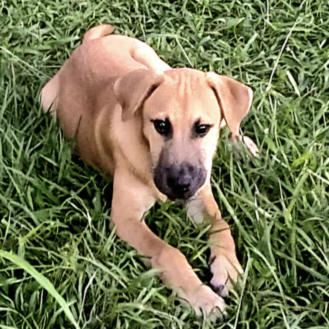 Coco Puff "love Is thumbnail 6