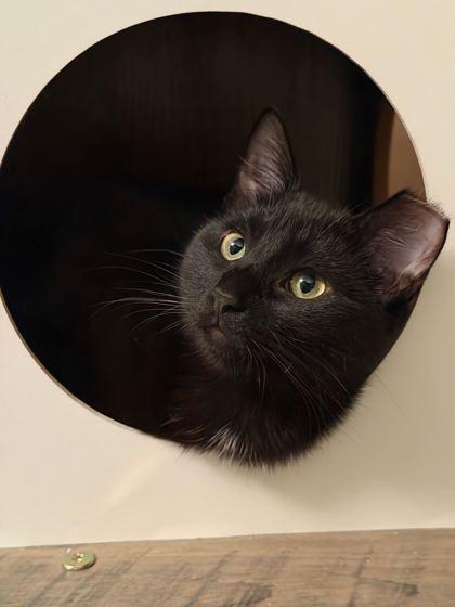 Olive Garden, Adoptable, Young Male Domestic Short Hair & Domestic Short Hair.