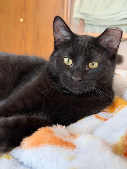 Enlarge Olive Garden, a Adoptable mixed breed in Madison, WI image 2/3