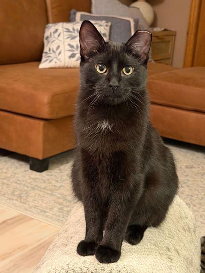 Enlarge Olive Garden, a Adoptable mixed breed in Madison, WI image 3/3