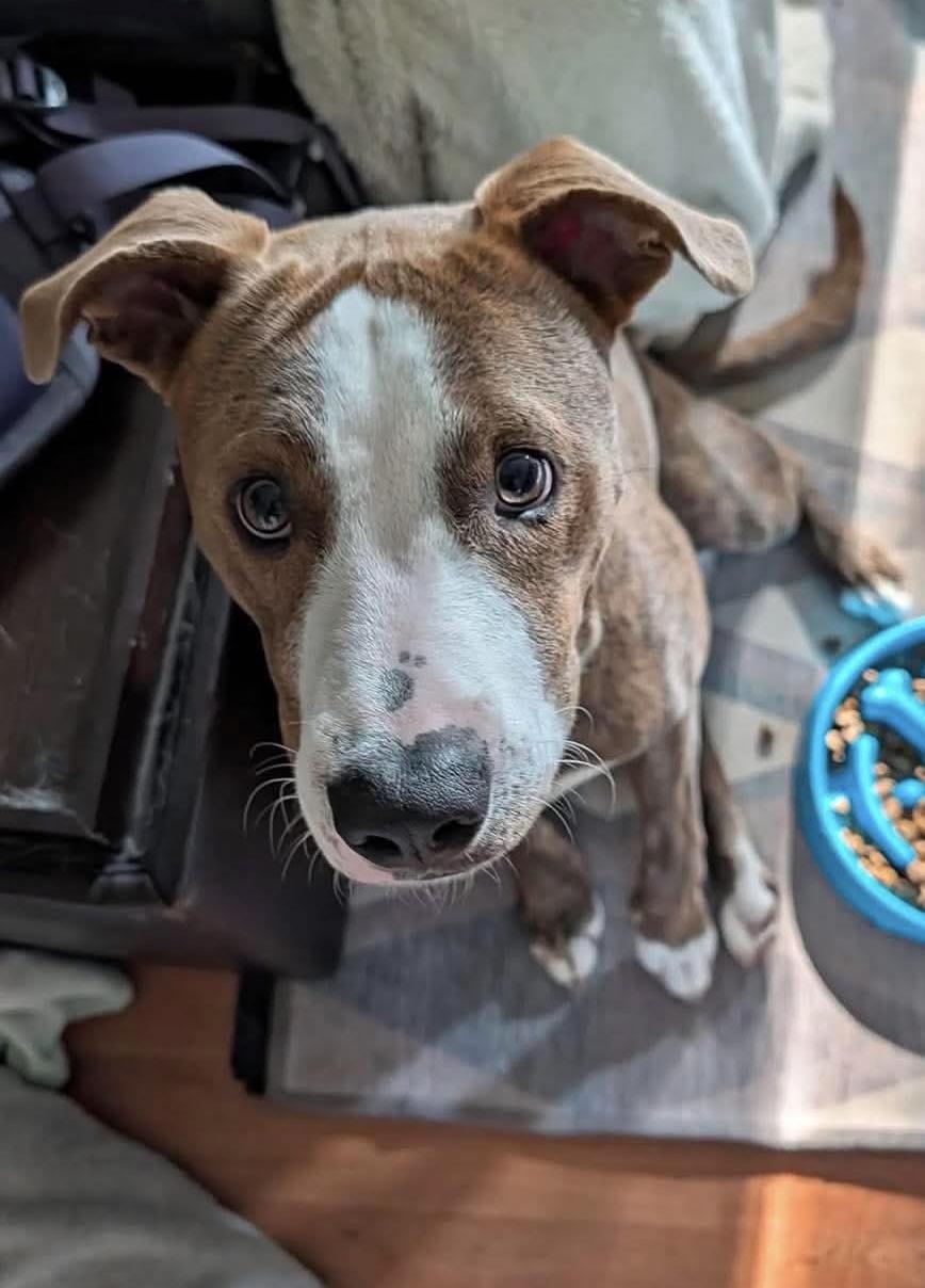 Enlarge Howie, an adopted mixed breed in INDIANAPOLIS, IN image 1/5
