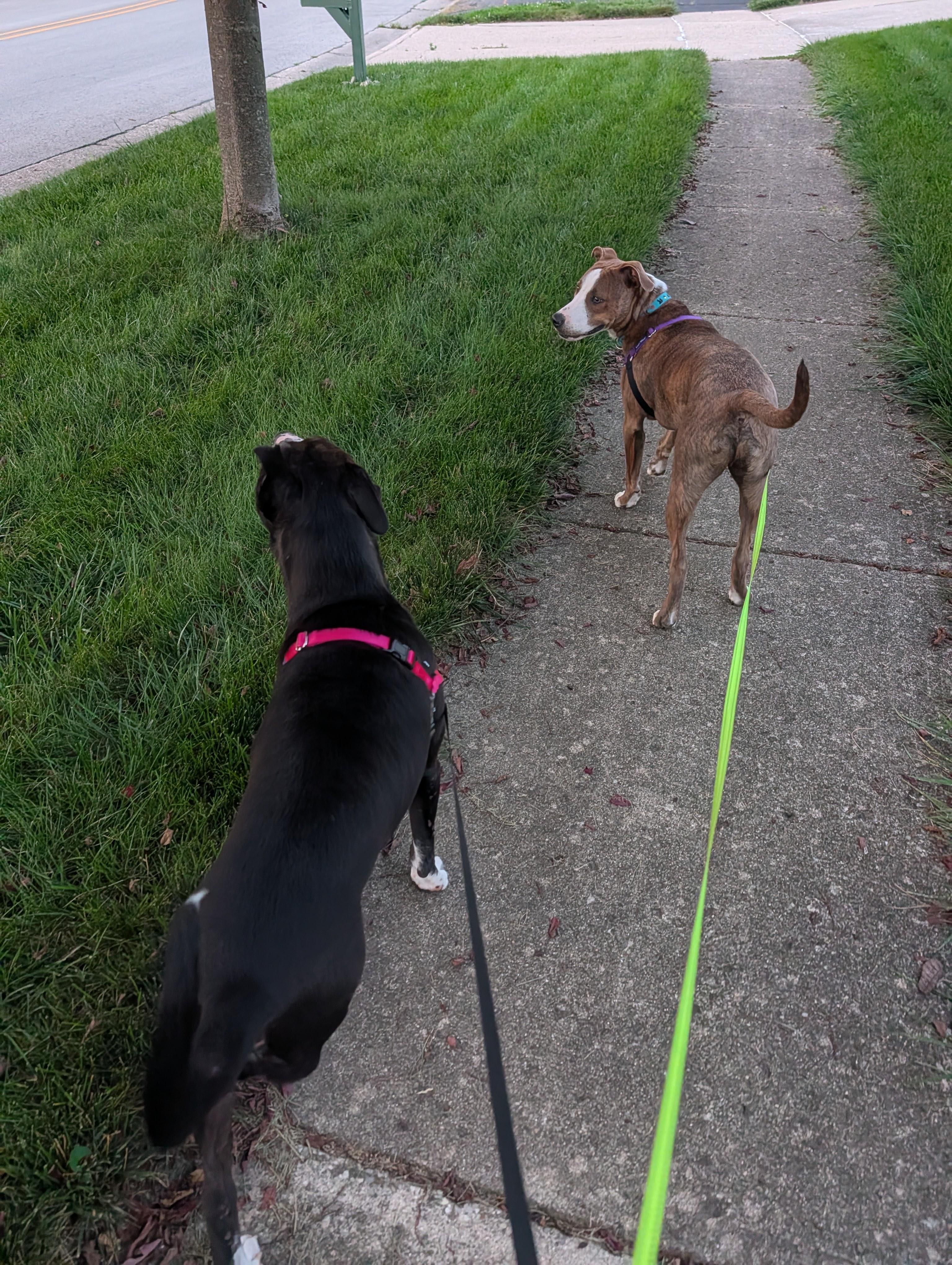 Enlarge Howie, an adopted mixed breed in INDIANAPOLIS, IN image 5/5