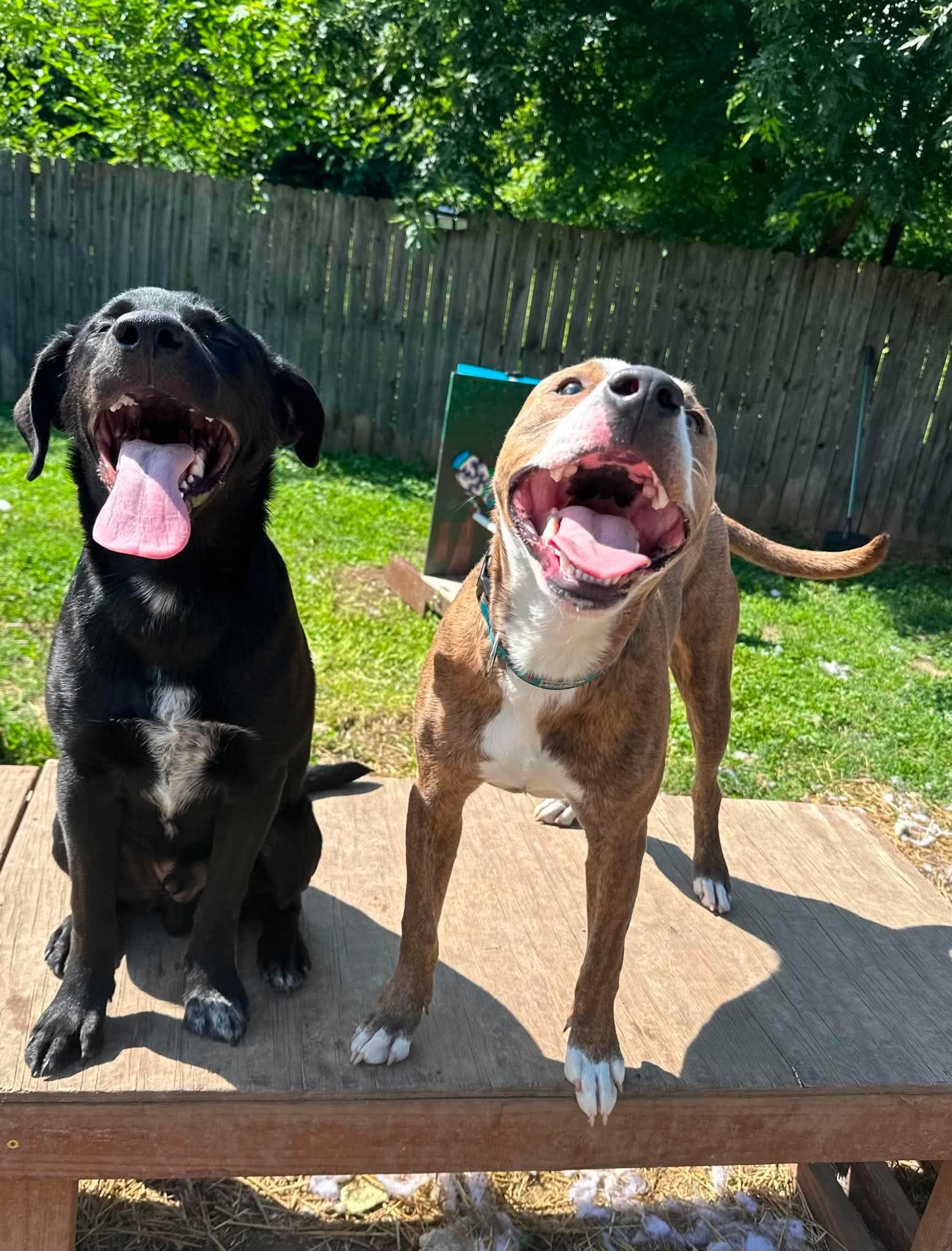 Enlarge Howie, an adopted mixed breed in INDIANAPOLIS, IN image 2/5