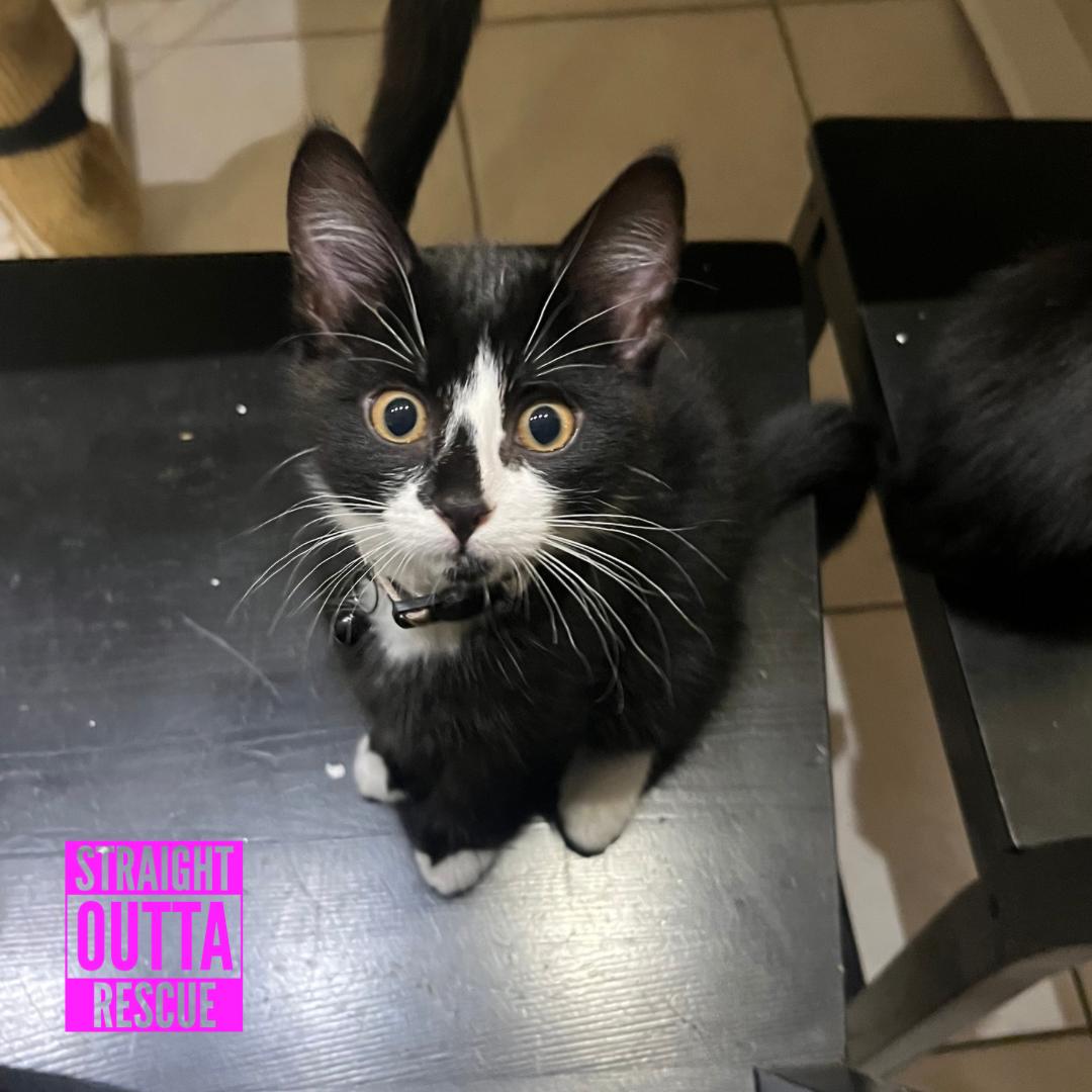 Agatha, a ADOPTABLE Domestic Short Hair in Vancouver, BC image 5/6