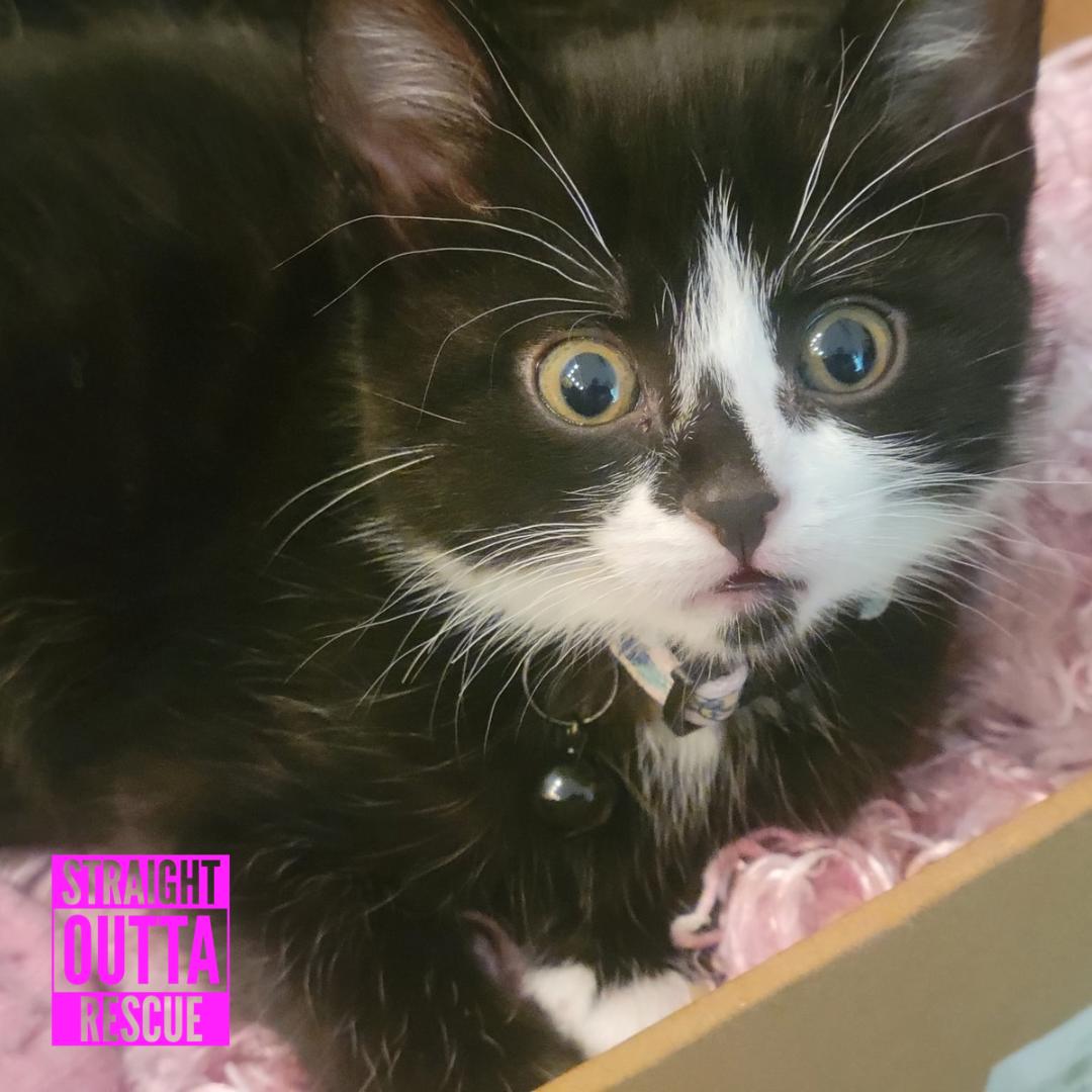 Agatha, a ADOPTABLE Domestic Short Hair in Vancouver, BC image 4/5