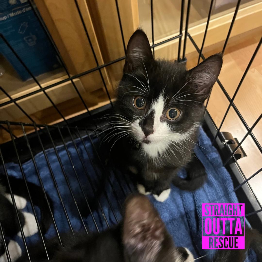Agatha, a ADOPTABLE Domestic Short Hair in Vancouver, BC image 3/5