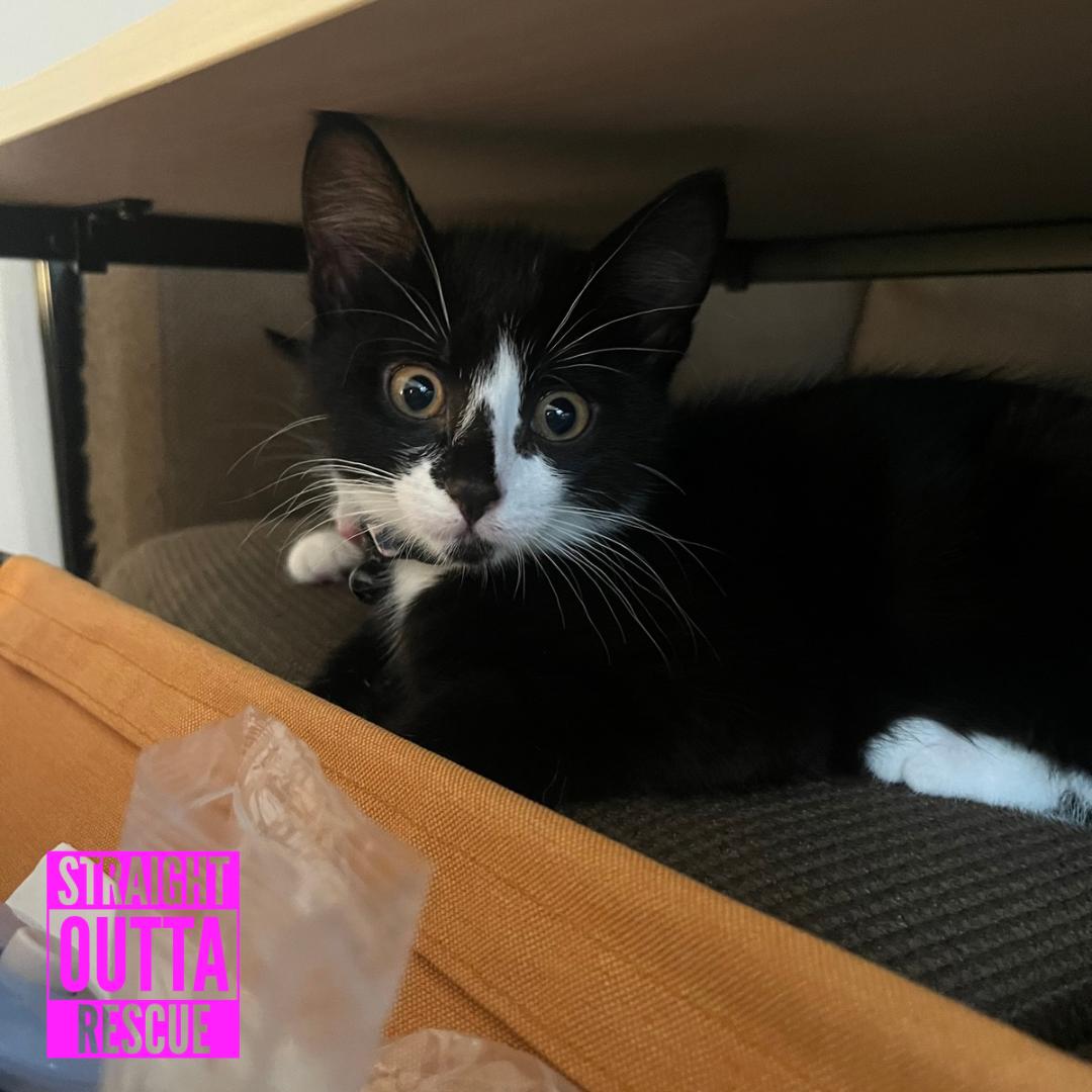 Agatha, ADOPTABLE, Kitten Female Domestic Short Hair.