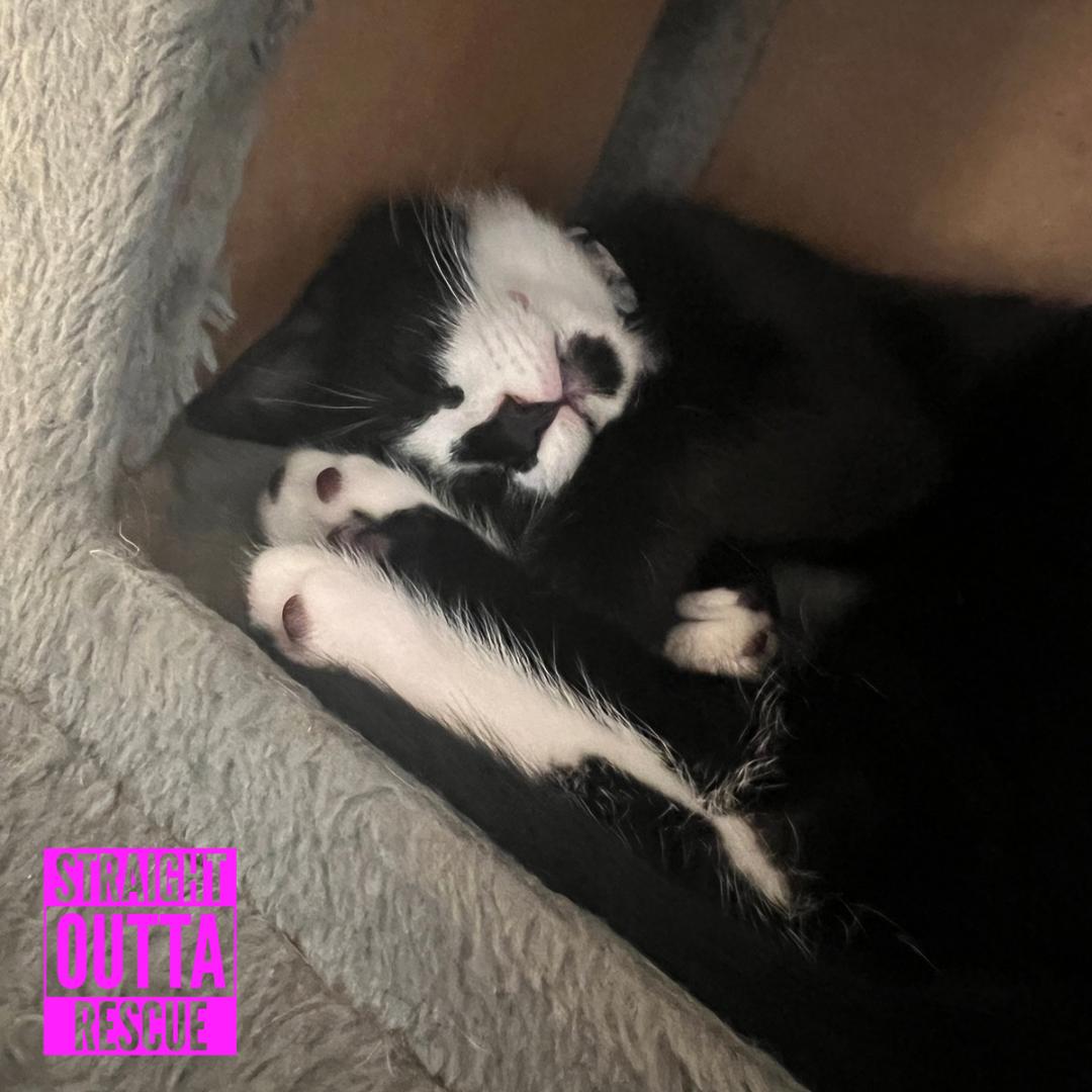 Agatha, a ADOPTABLE Domestic Short Hair in Vancouver, BC image 6/6