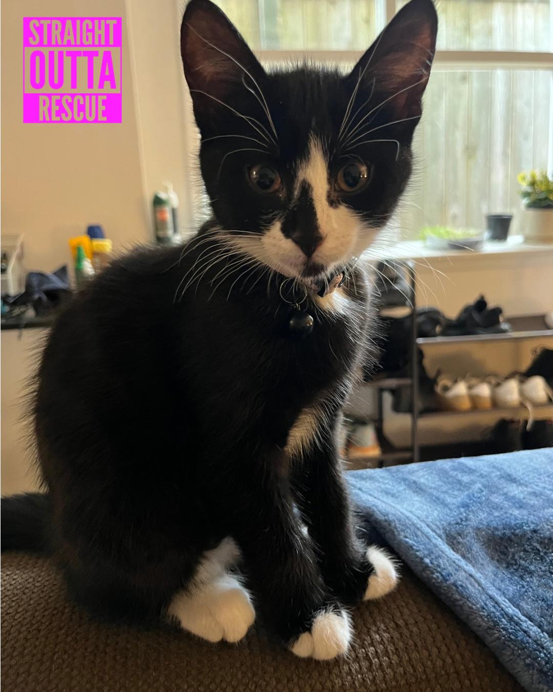 Agatha, a ADOPTABLE Domestic Short Hair in Vancouver, BC image 2/6